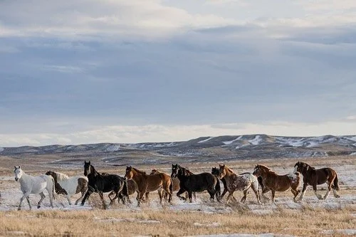 This beautiful “Winter Parade” matte print is available on my website and ready to ship!