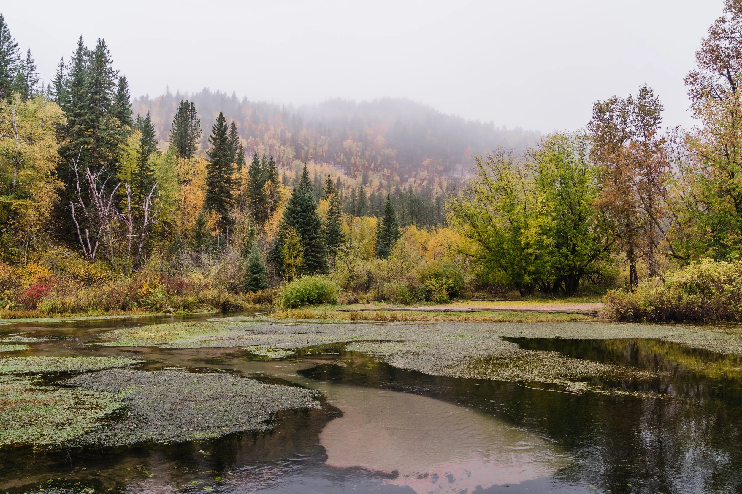 moody landscape of spearfish canyon with fall colors and fog