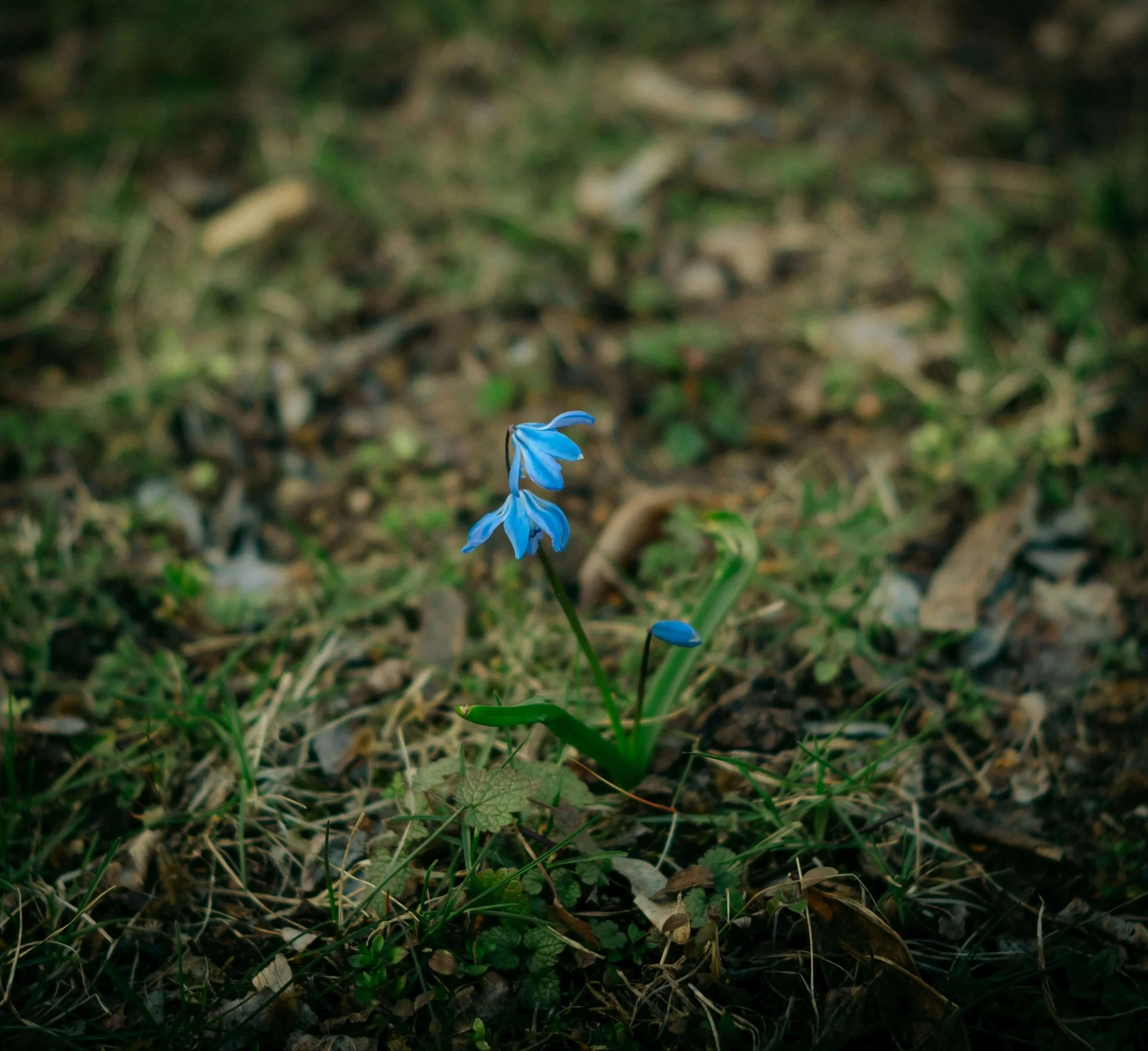Small cluster of clue flowers pushing through the forest floor.