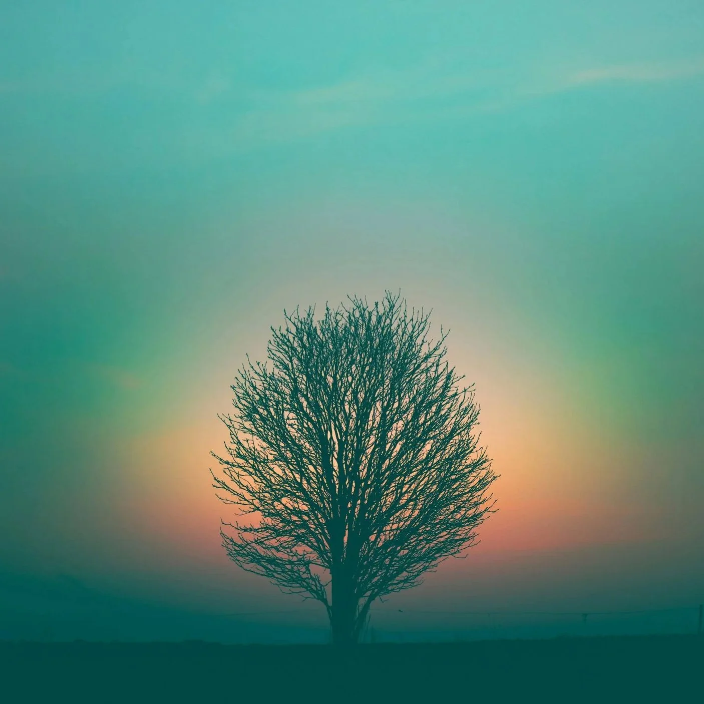 Single tree without leaves against a twilight sky with the sun setting behind the branches.