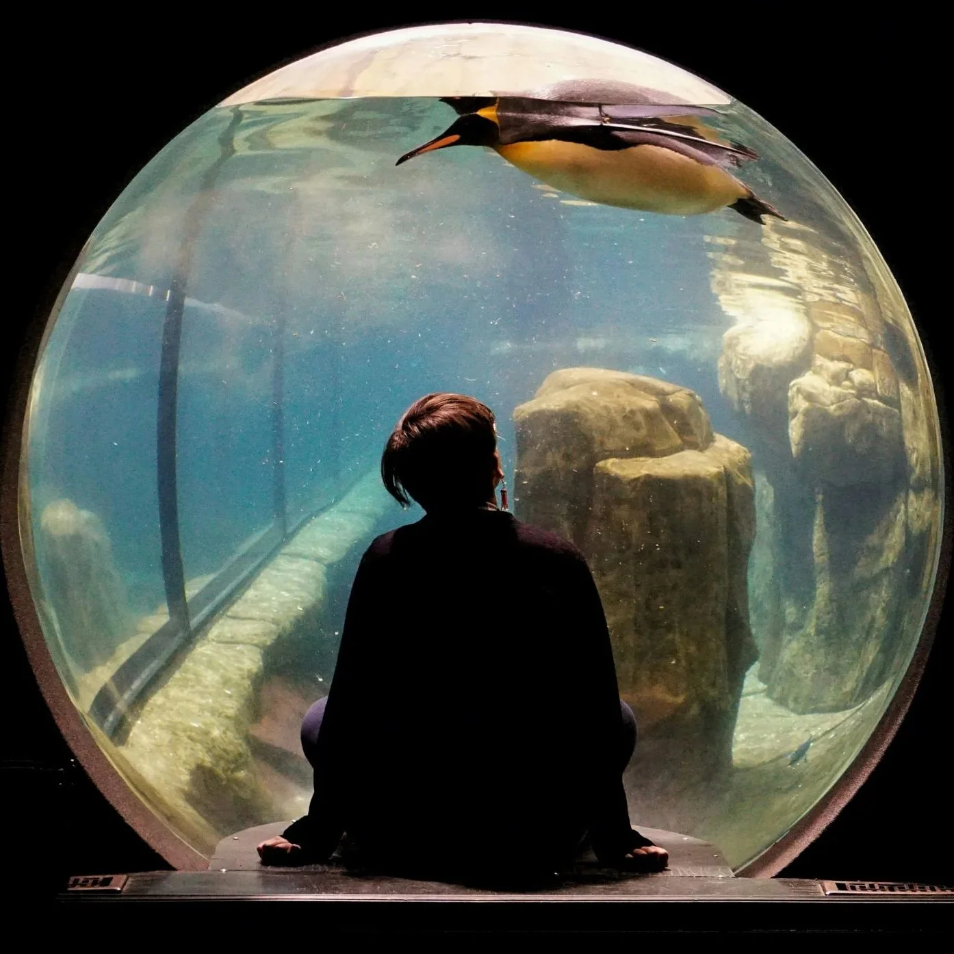 Person looking through a round aquarium window with a distorted view of a penguin under water.