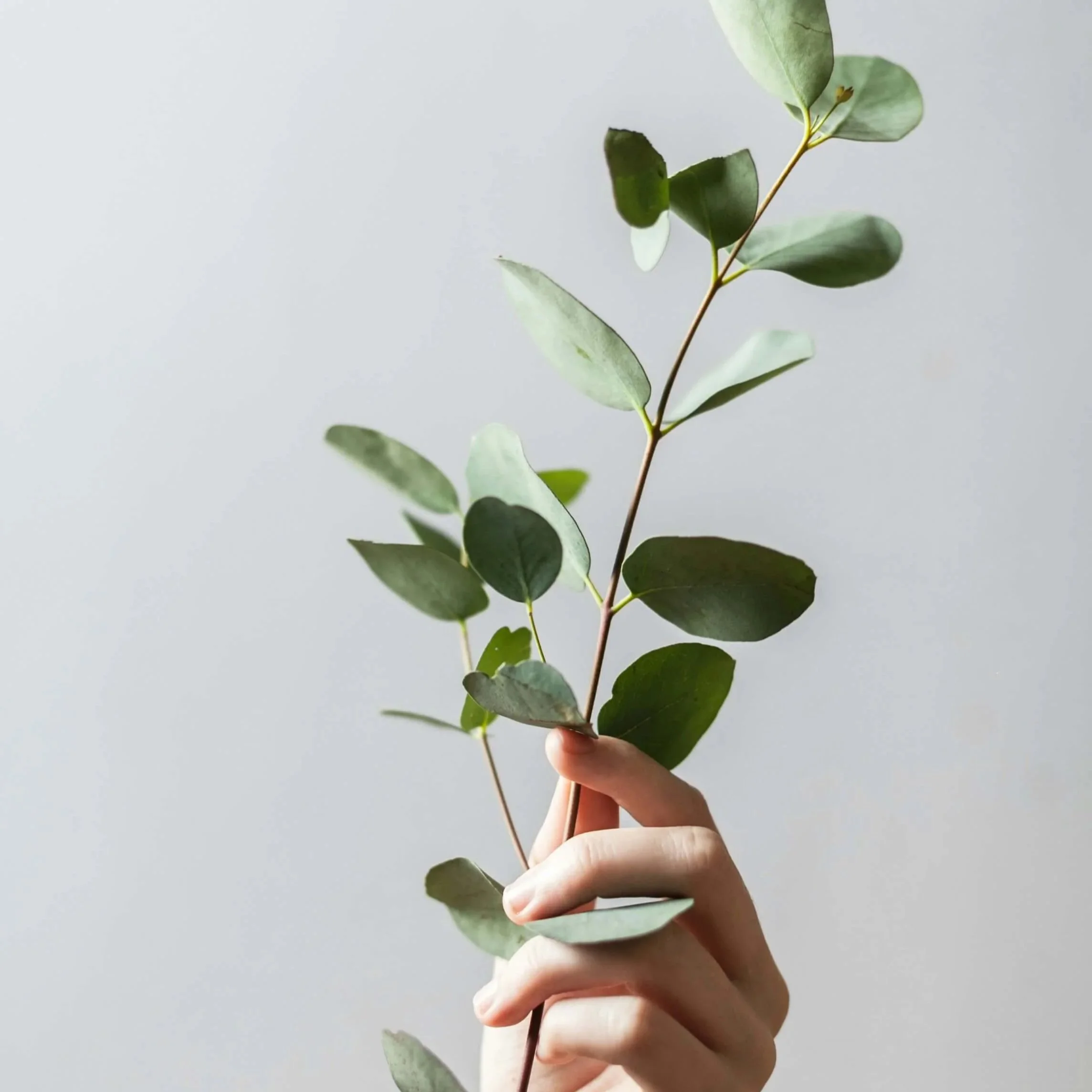 Woman's hand holding a leafy green branch.