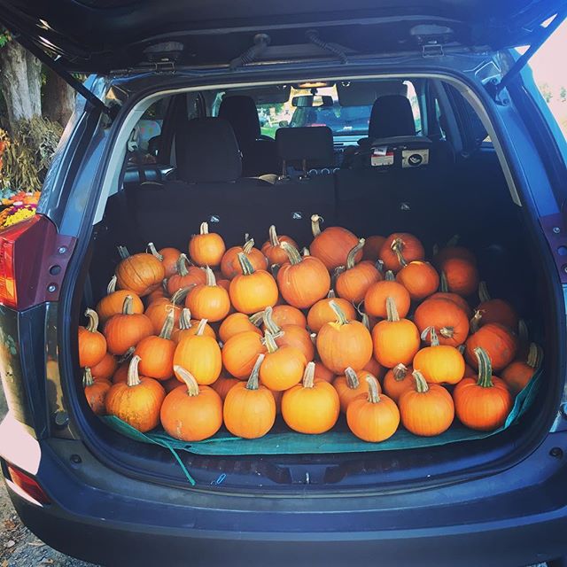 The Pumpkins are on their way to Sprouts!#fall #halloween