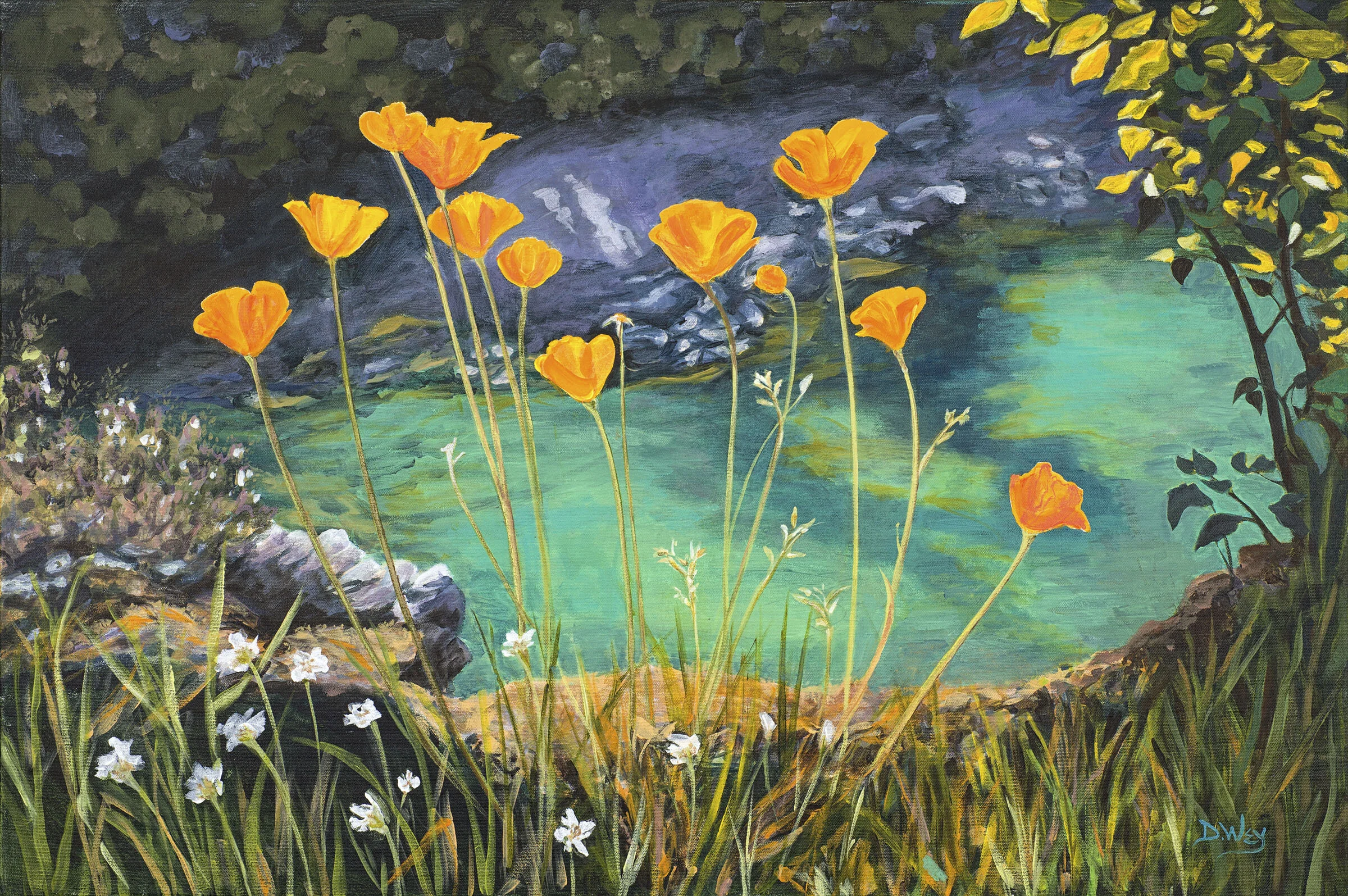 Poppies on the Yuba