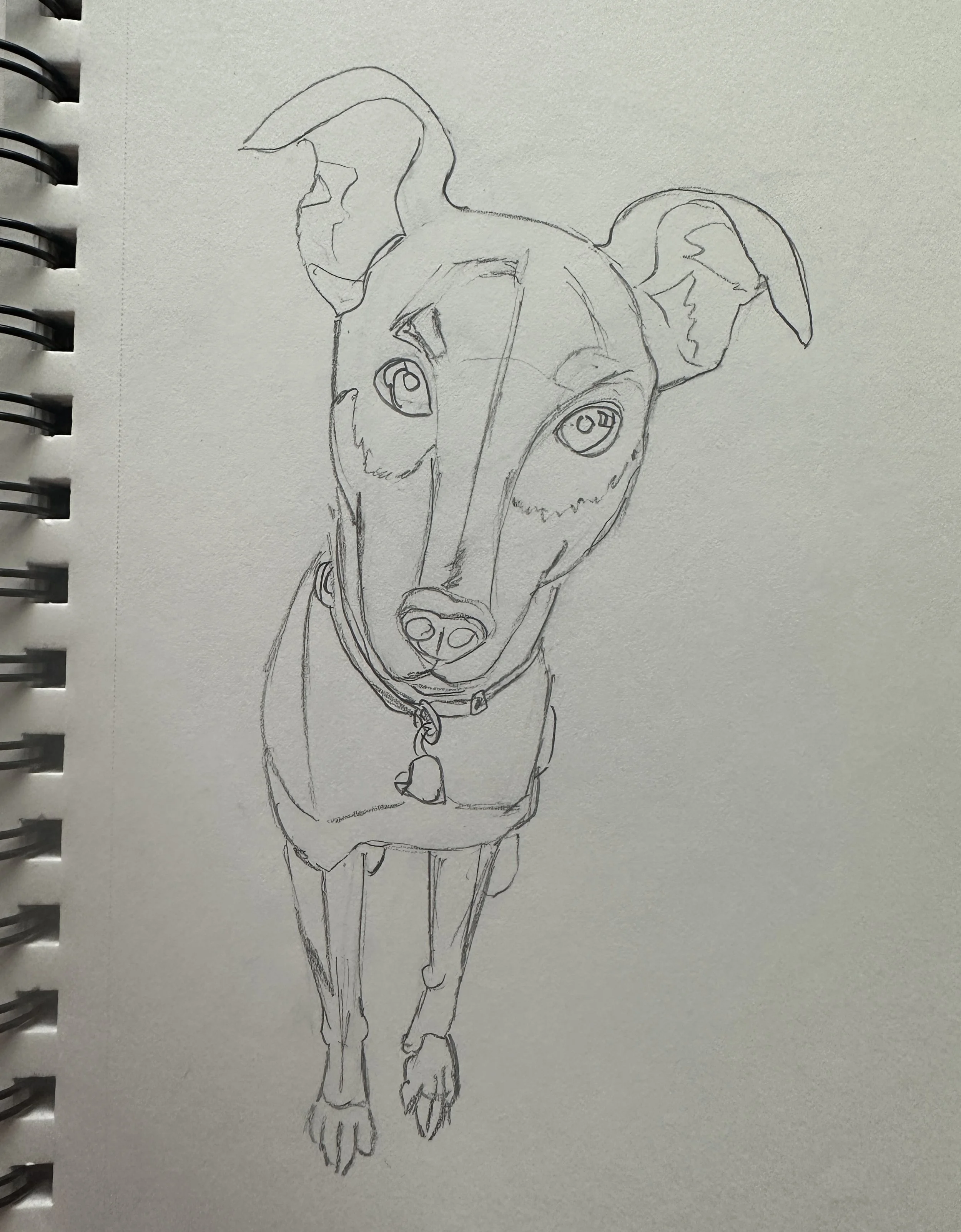 LineDrawing-Chester.jpg