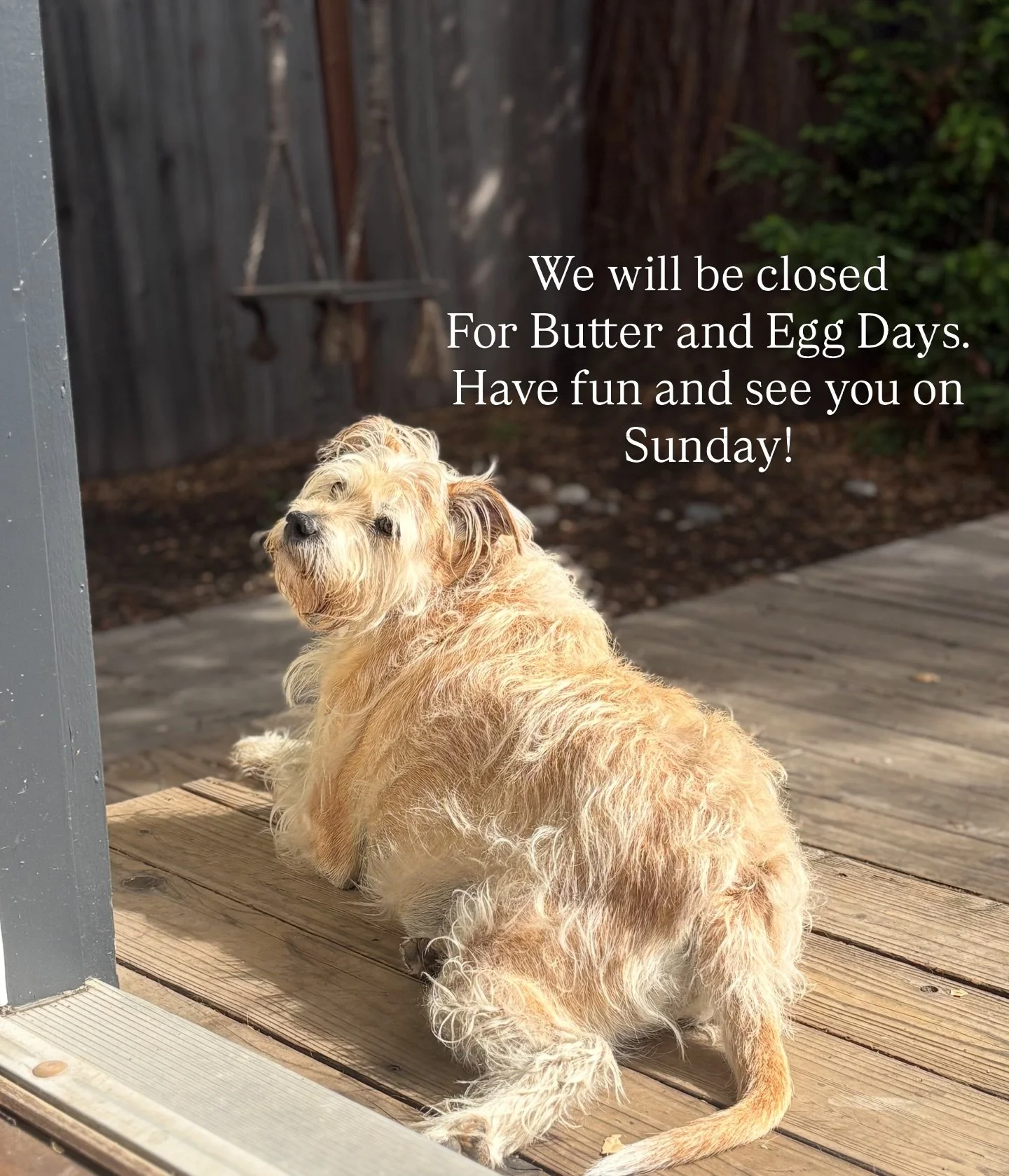 We hope you have fun at the Butter and Egg Days parade! We will be back in the shop on Sunday at 11am. #downtownpetaluma #butterandeggdays #shoppetaluma