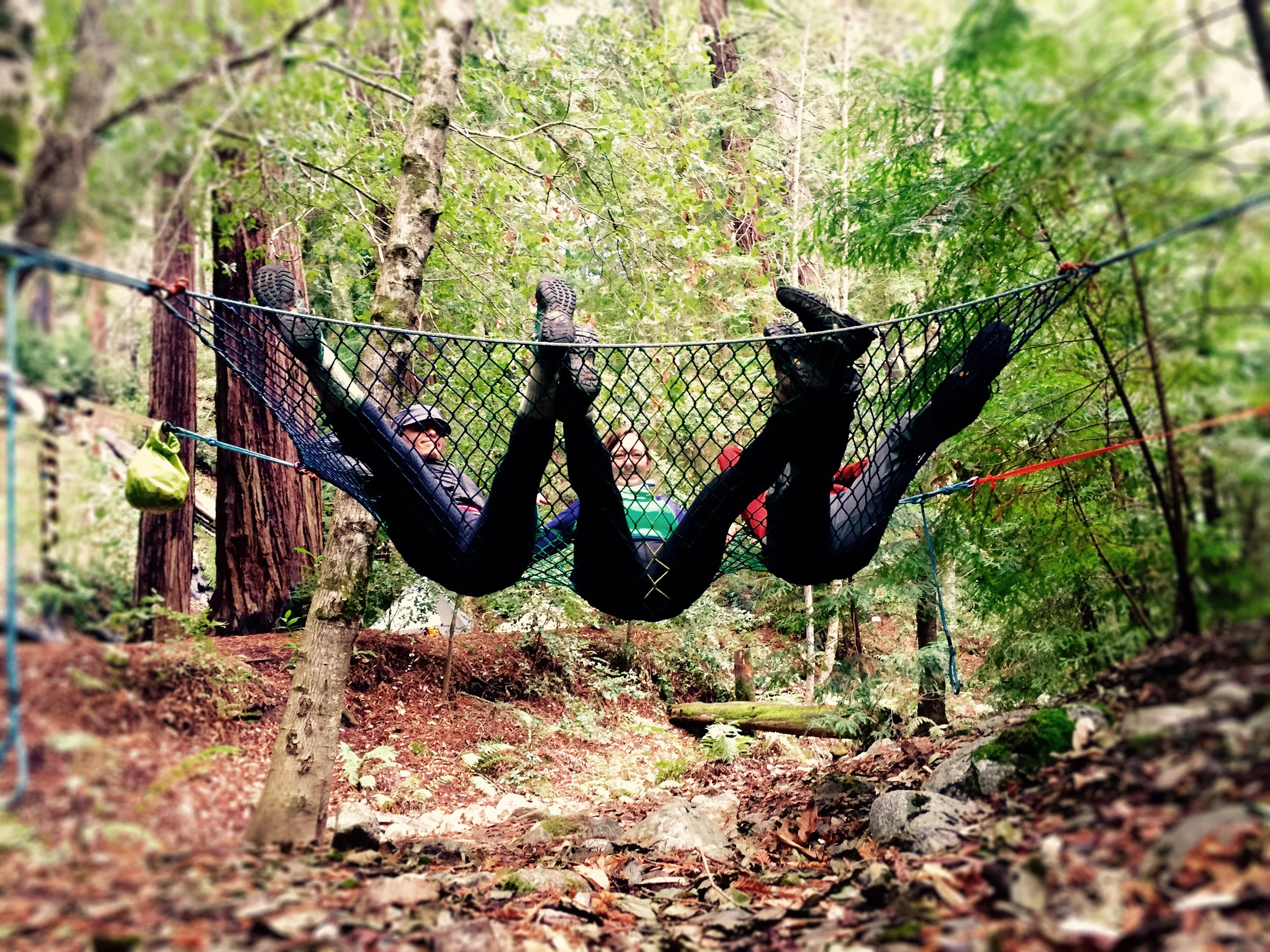 Three in a Tree.jpg
