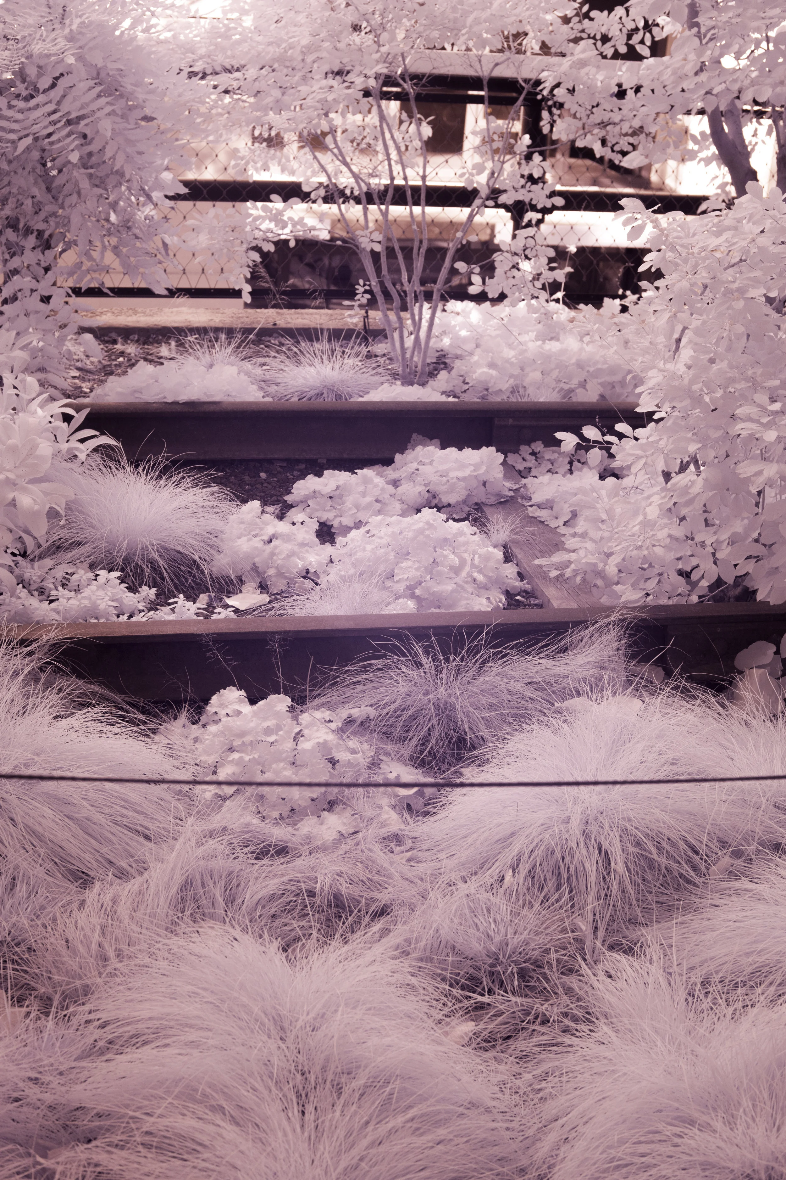 infrared-51-2.jpg