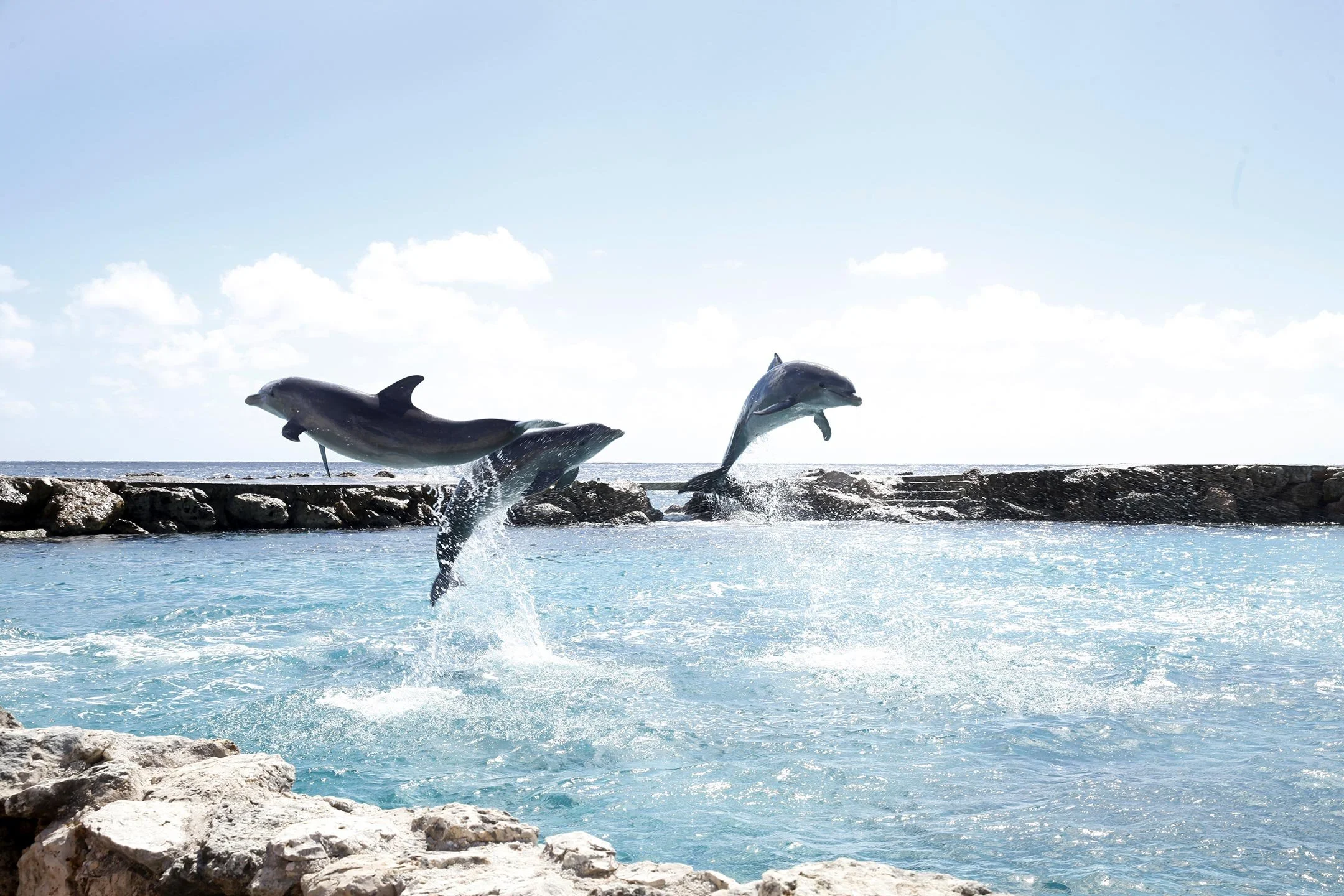dolphin_jump.jpg