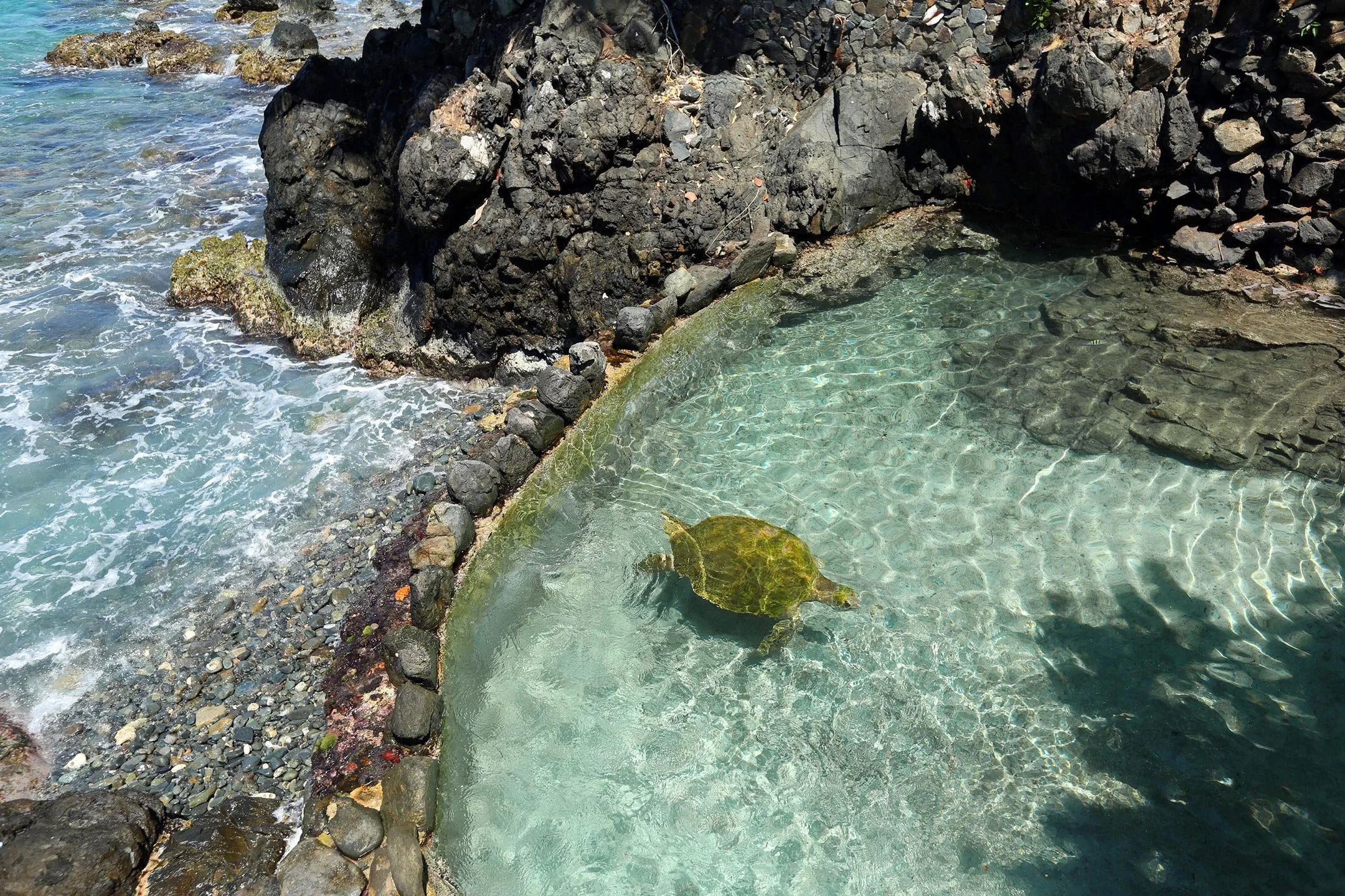 travel_turtle.jpg