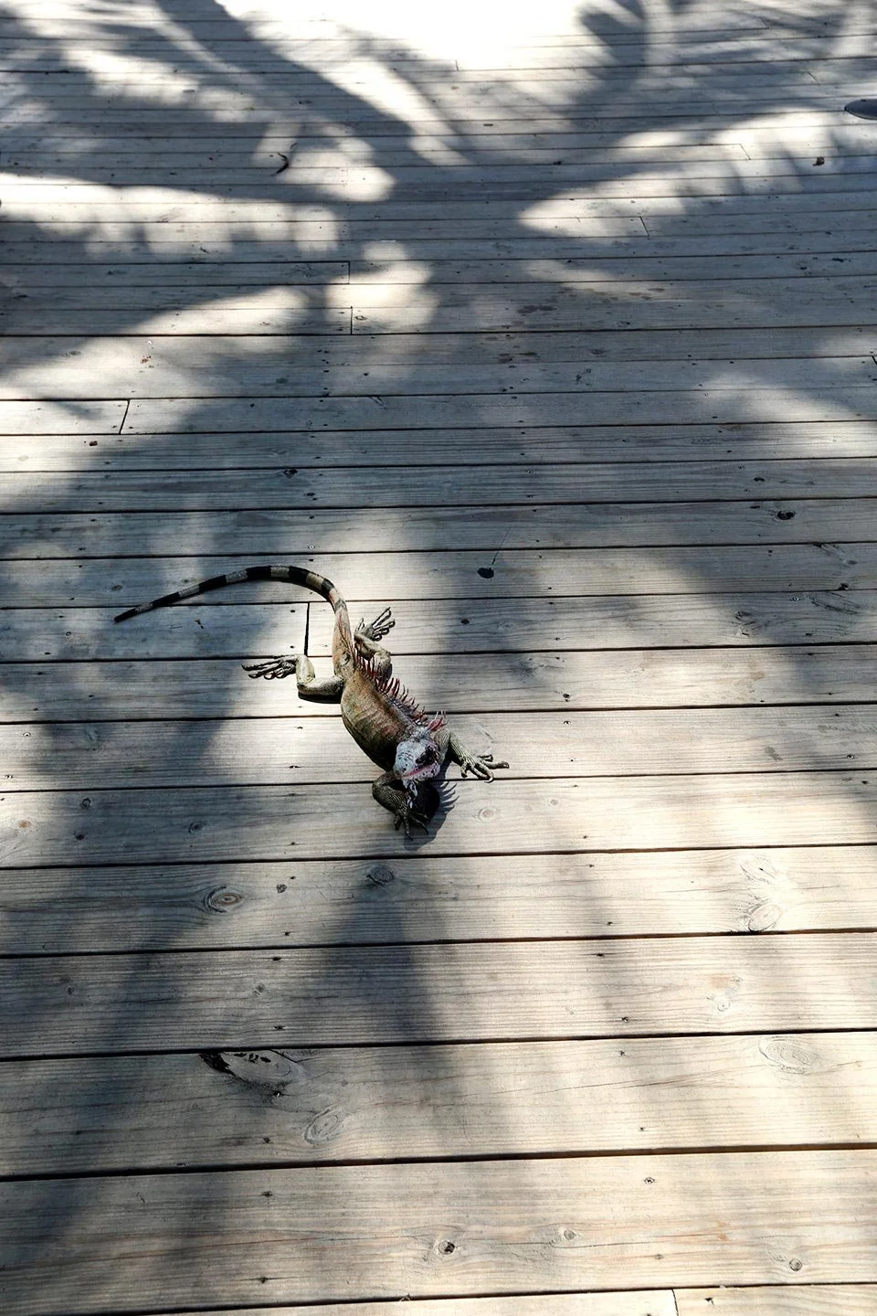 princess_iguana.jpg