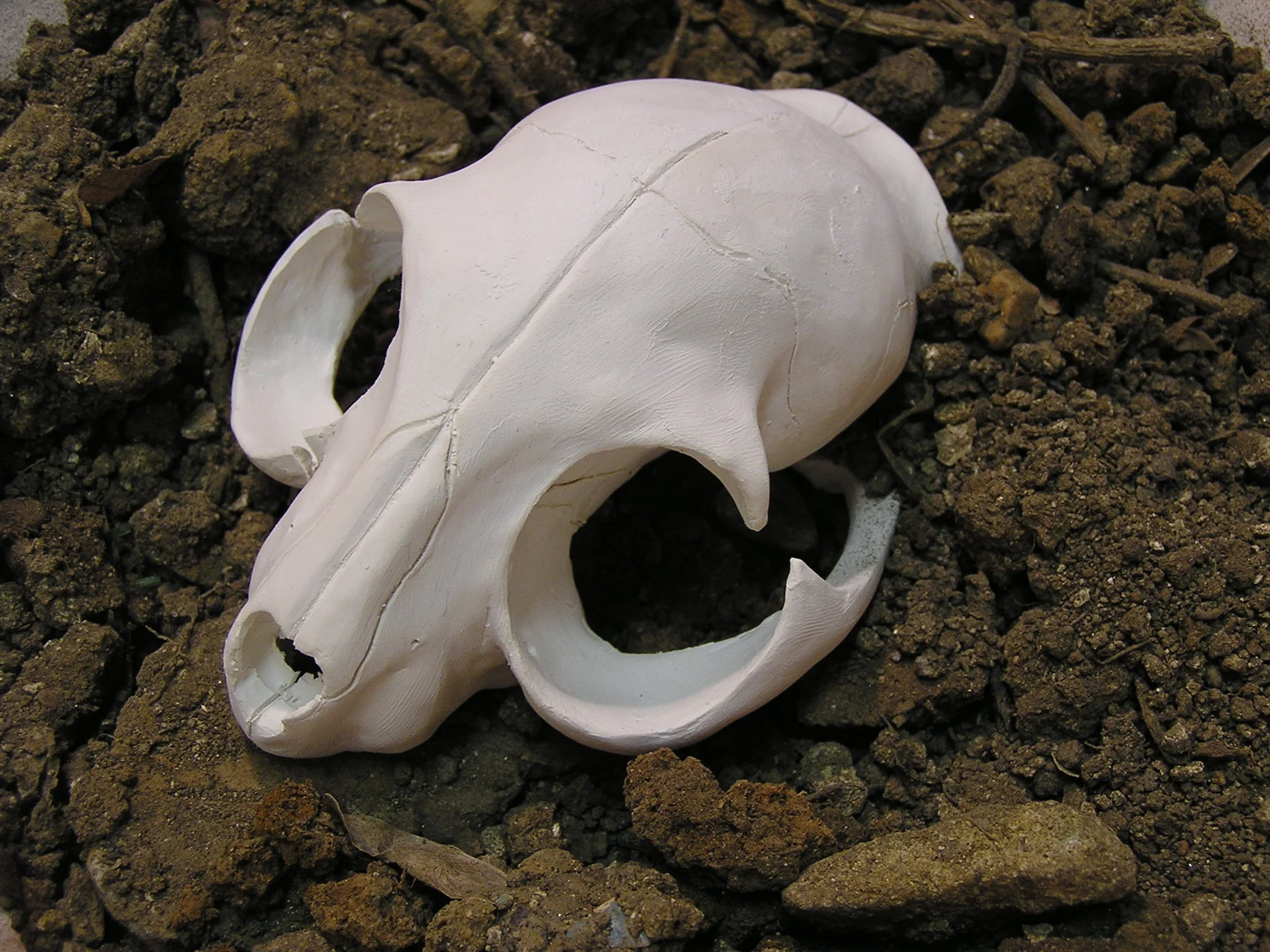 porcelain cat skull.JPG