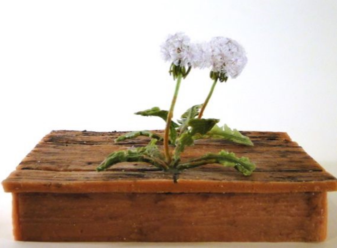 studio floor two dandelions.jpg