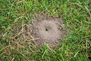 Ant hill on lawn.jpg