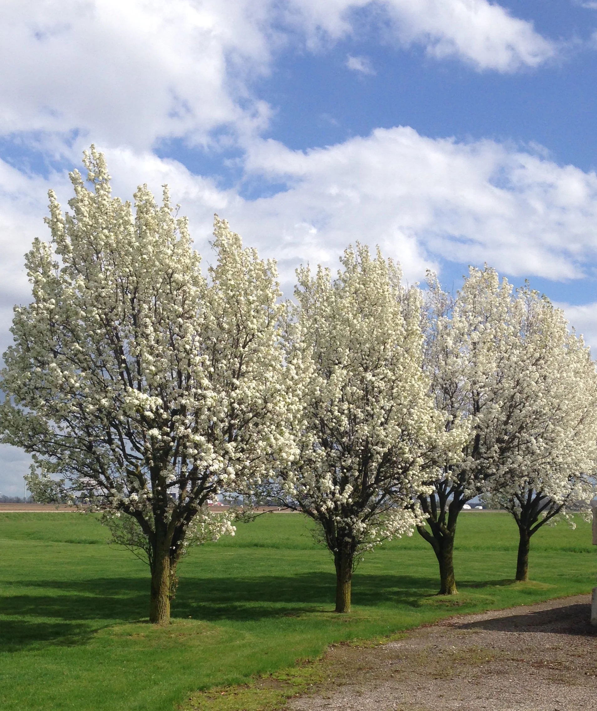 Pruning & Tree Trimming