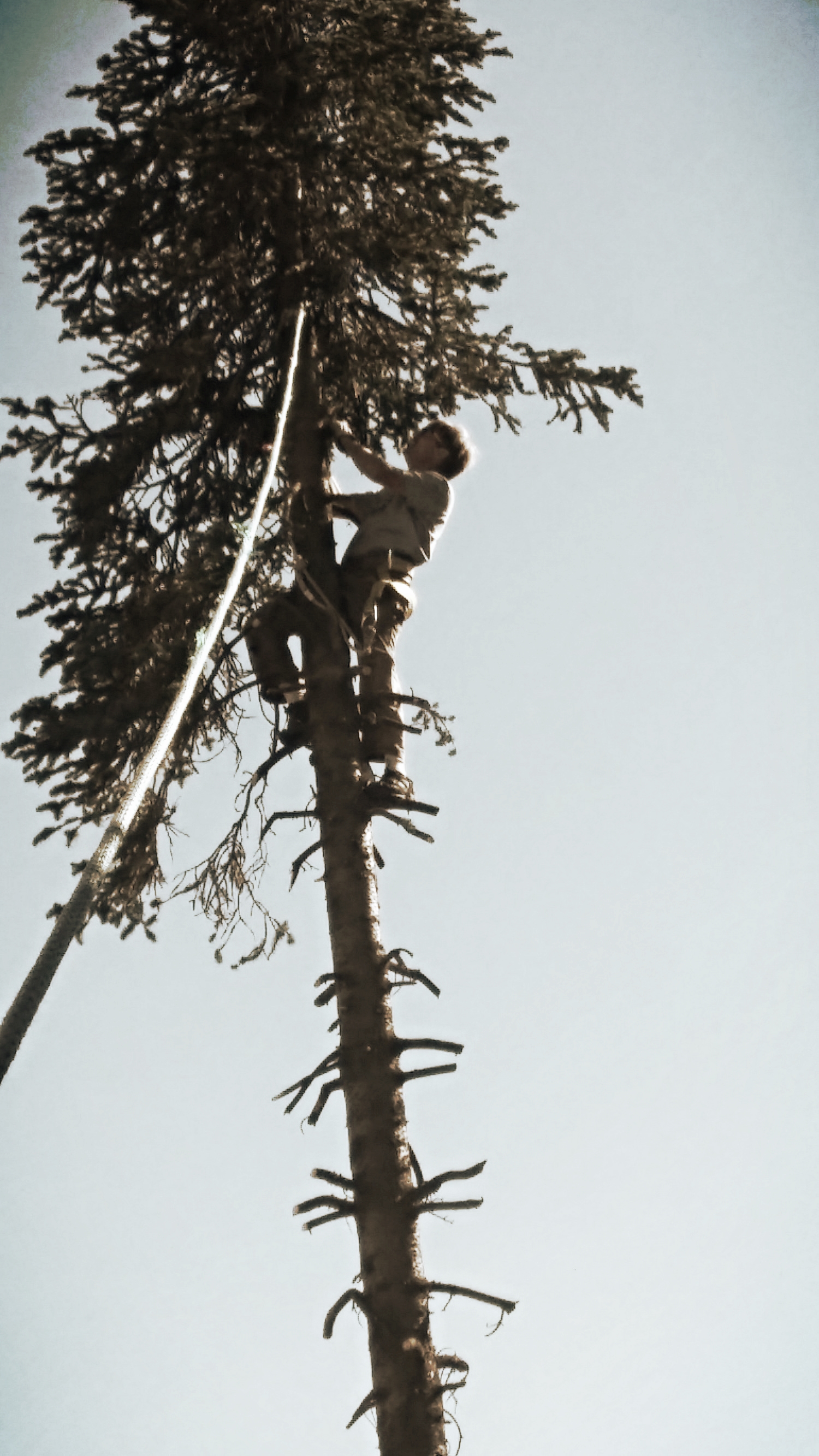  Mike working hard to safely cut down this tree.