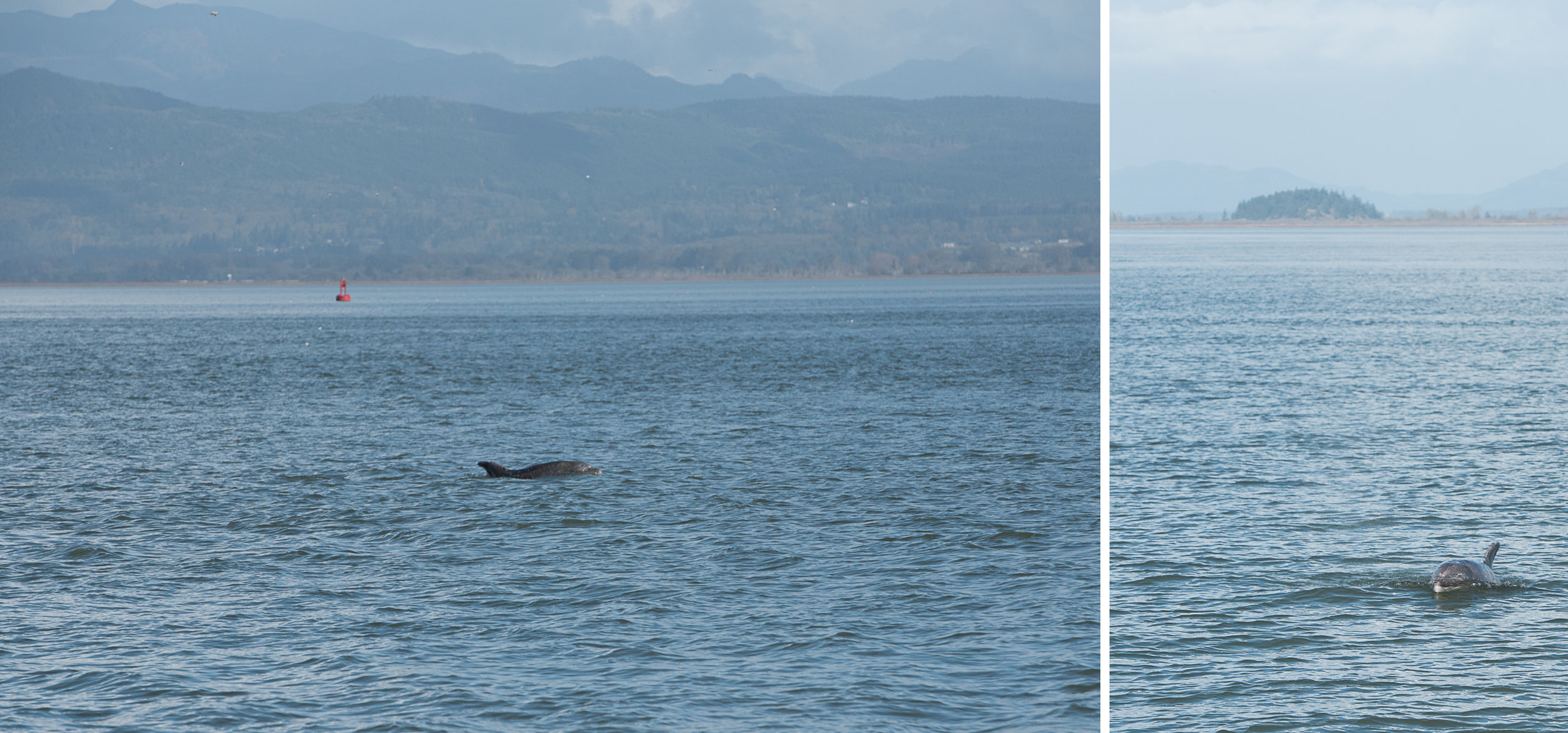 dolphin sighting Anacortes Washington.jpg