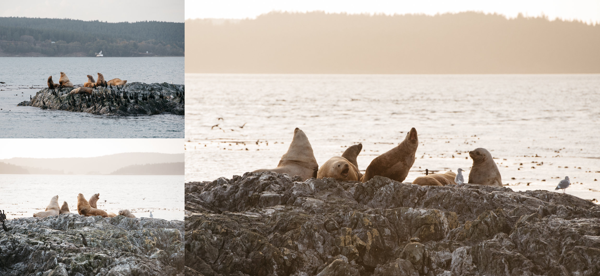 seals anacortes washington mariah fisher travel photography.jpg