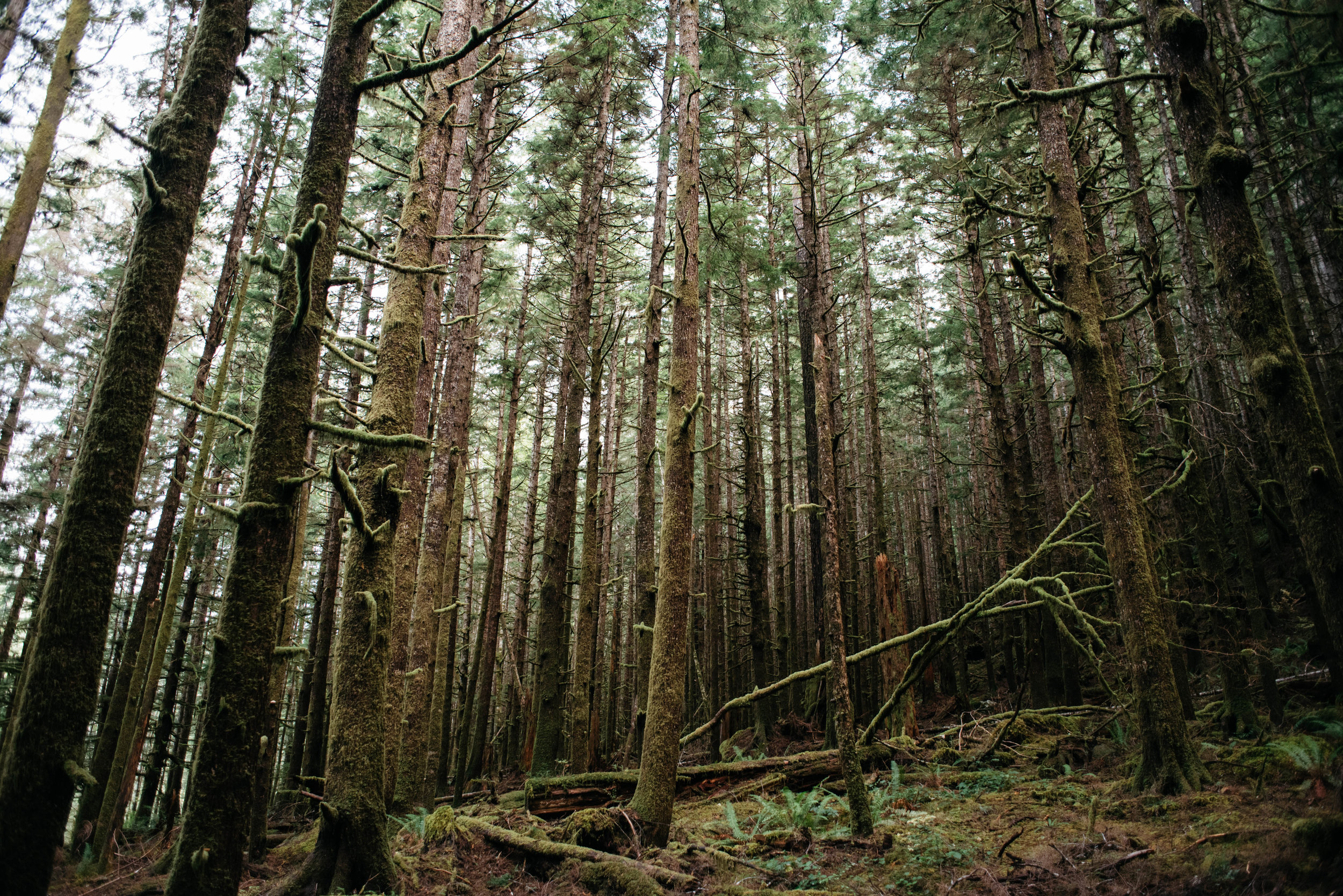 Olympic National Park Hoh Rainforest Travel photography-1005.jpg