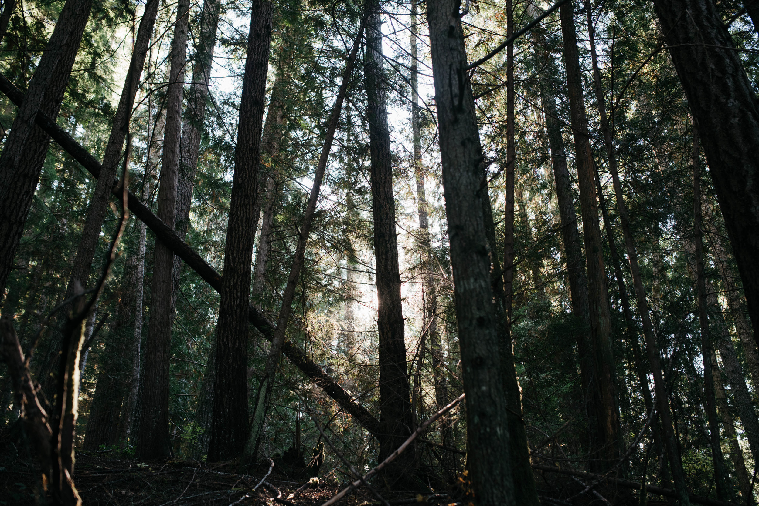 Olympic National Park Travel photography mariah fisher-15.jpg