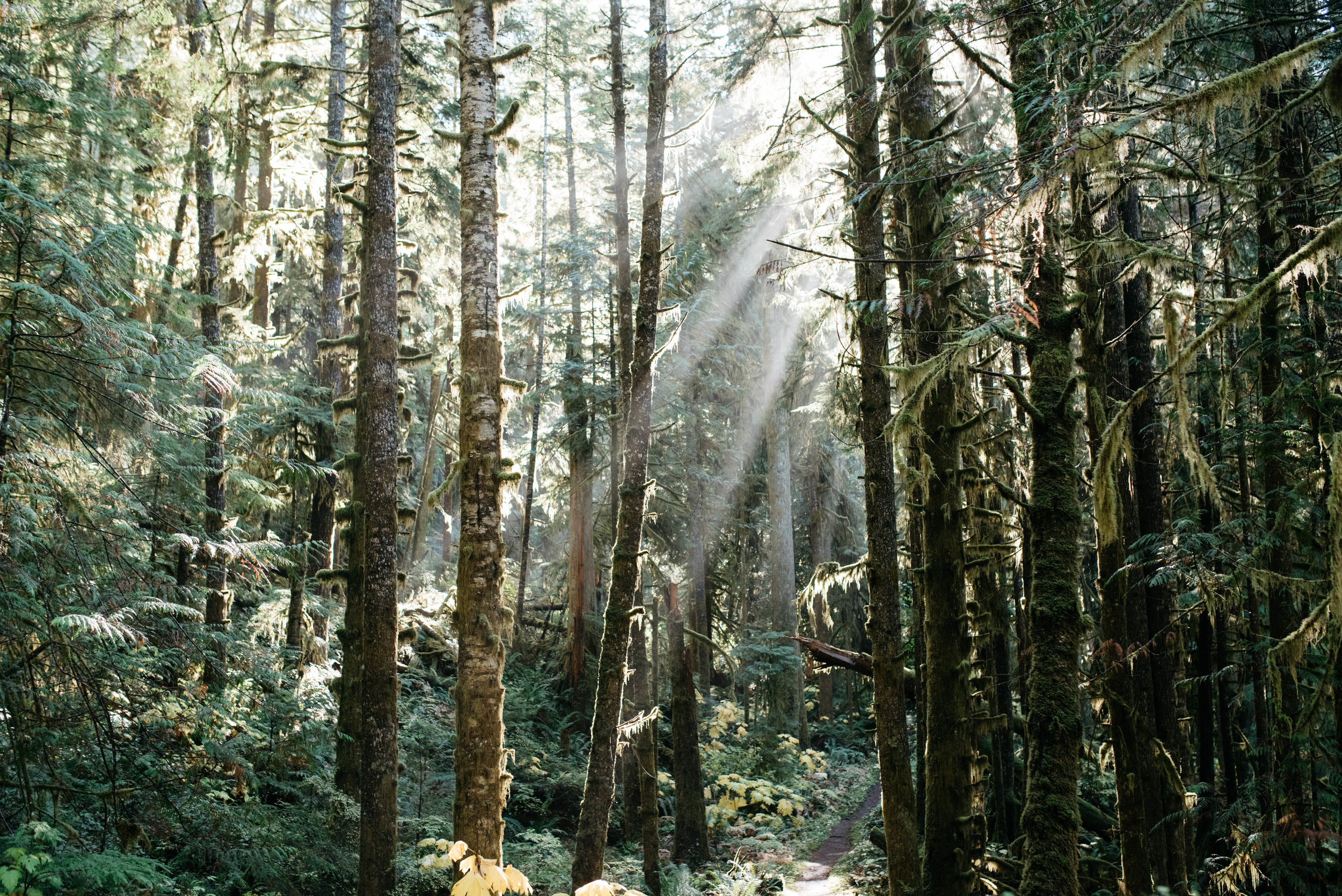 Olympic National Park Travel photography mariah fisher-14-2.jpg