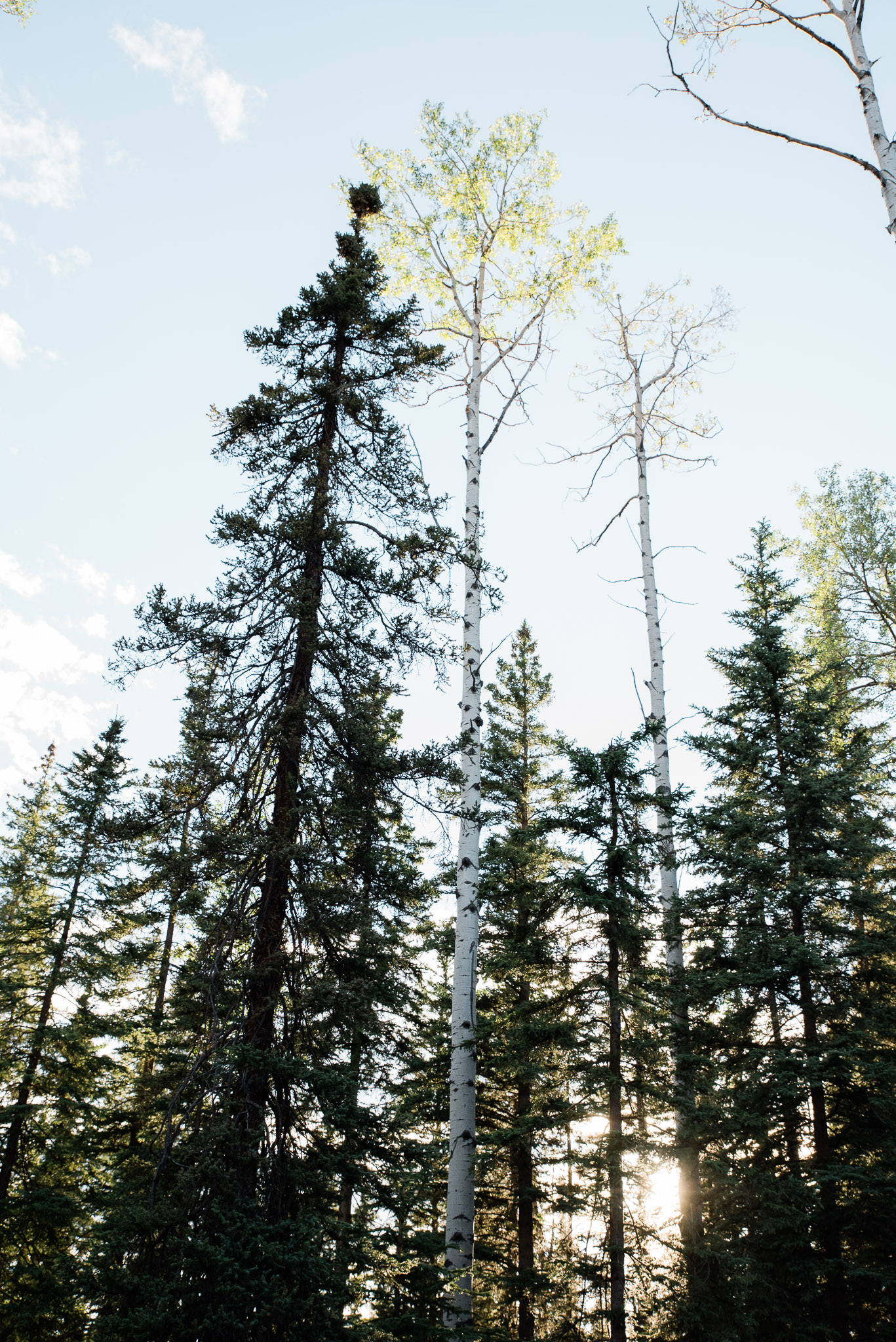 Canada, Jasper National Park, Mariah Fisher Photography-2043.jpg