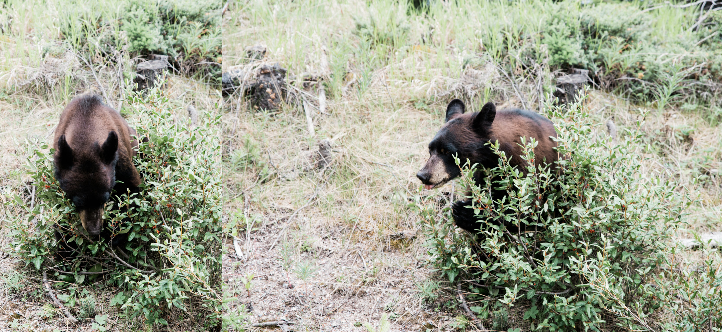 bear, jasper national park, canada.jpg