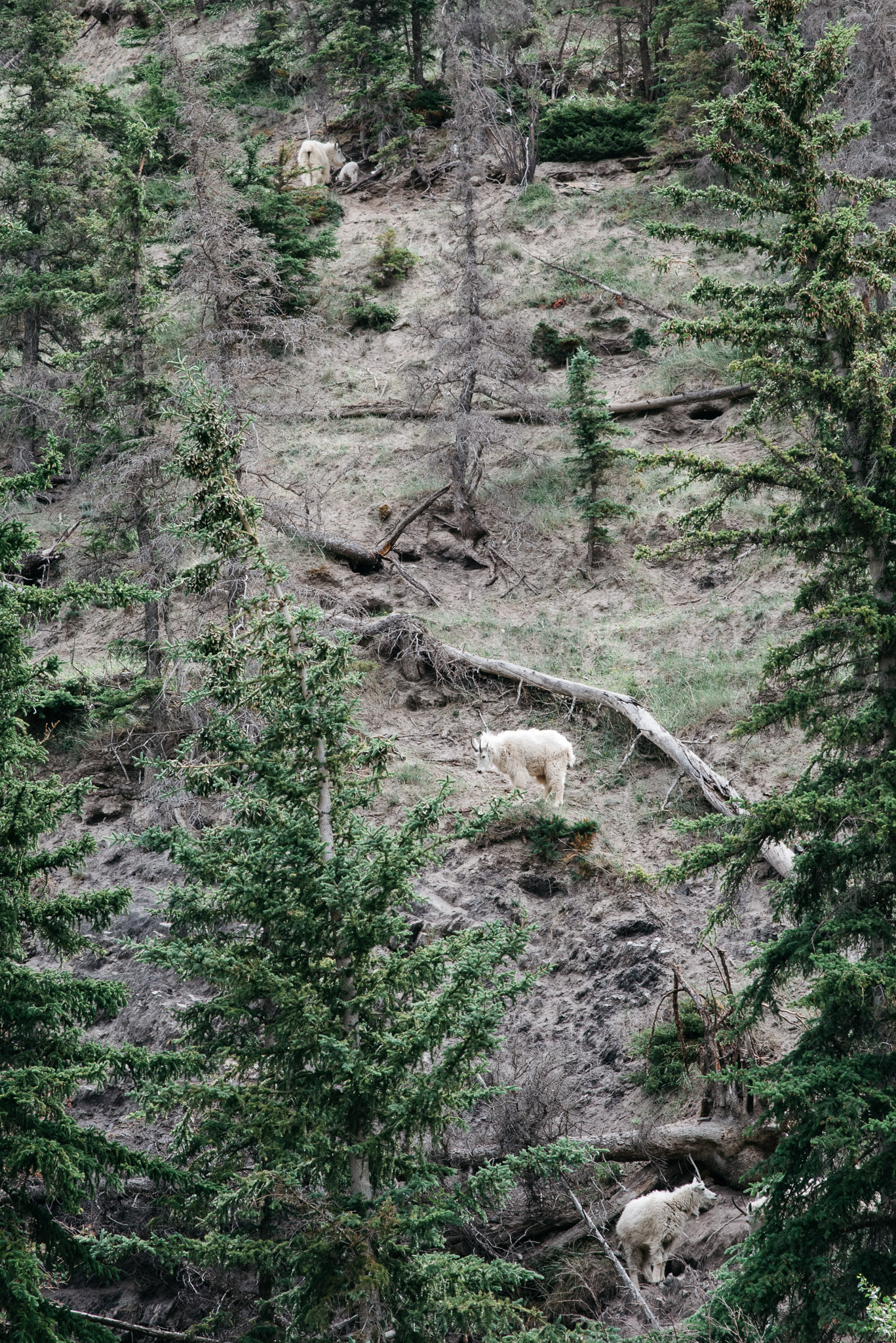 Jasper National Park, Canada, Mariah Fisher Photography-2438.jpg