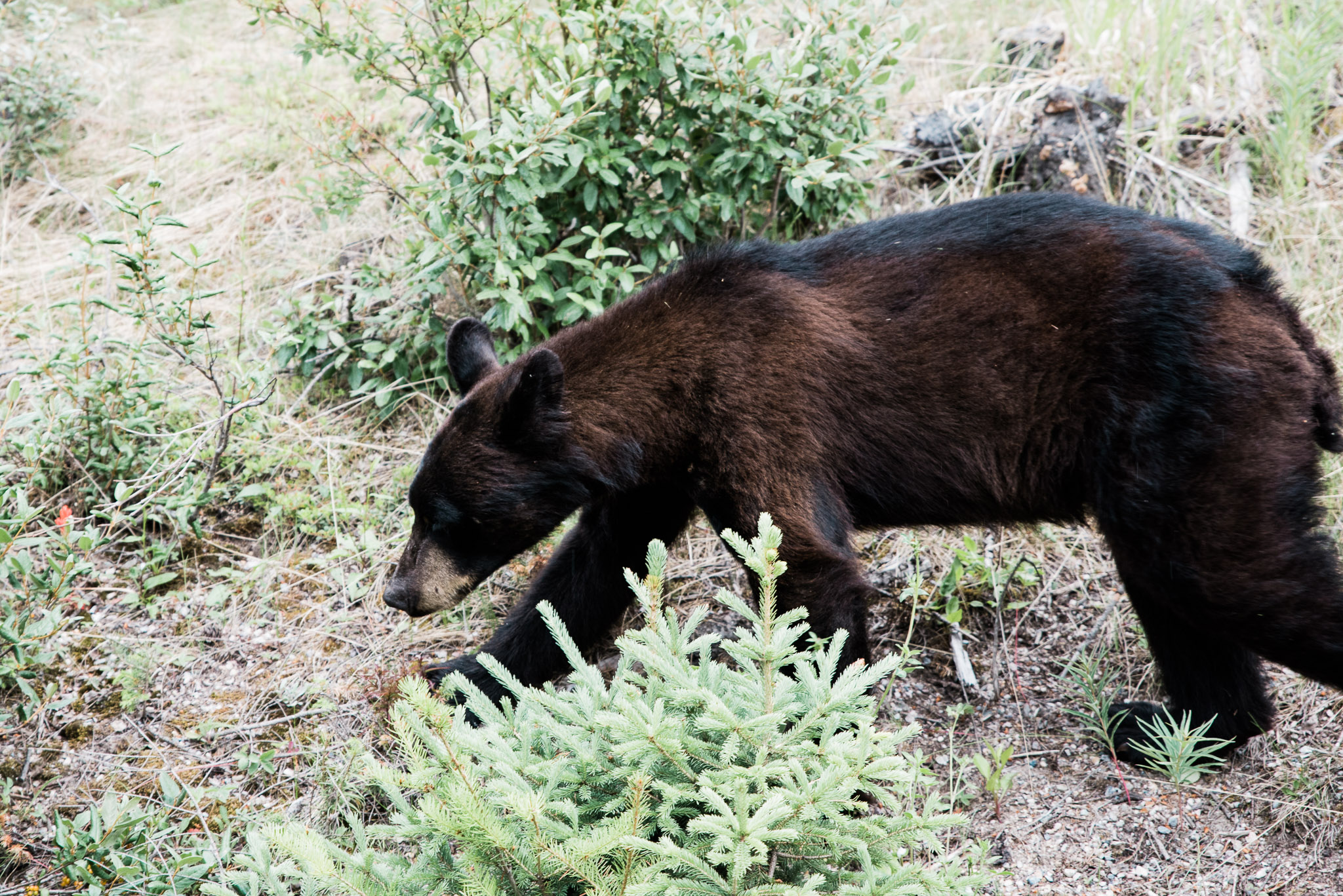 bear sighting, Jasper , Canada, Mariah Fisher Photography-2260.jpg