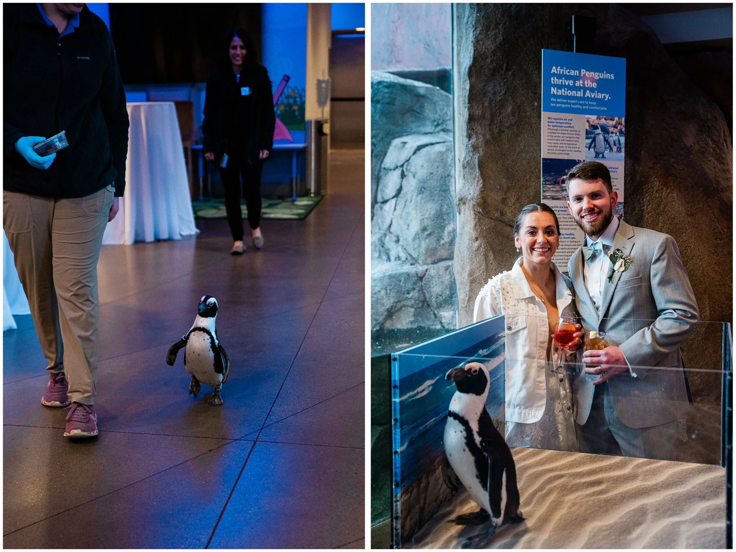 National Aviary Penguins, Mariah Fisher Photography.jpg