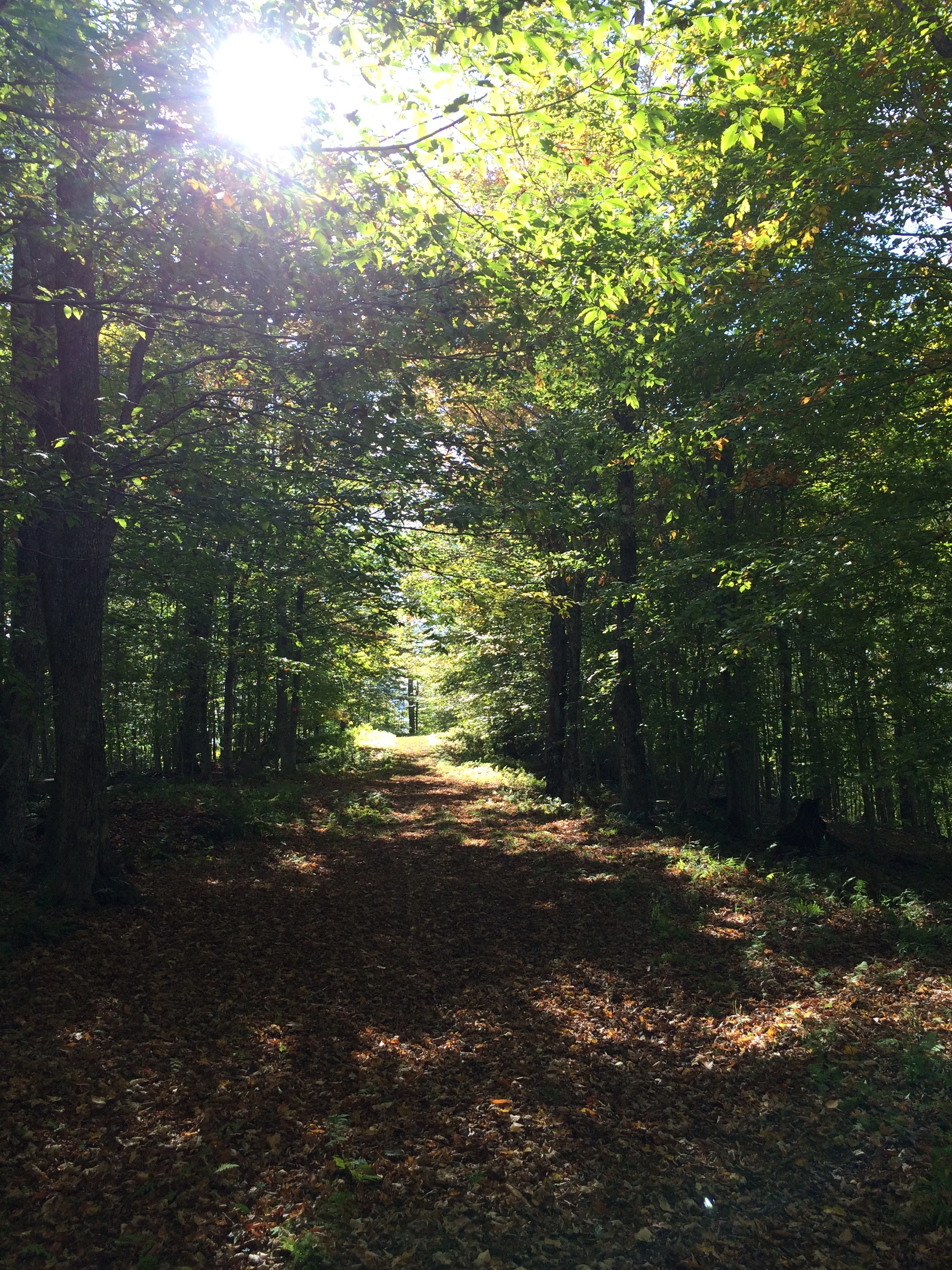 Walking the Path