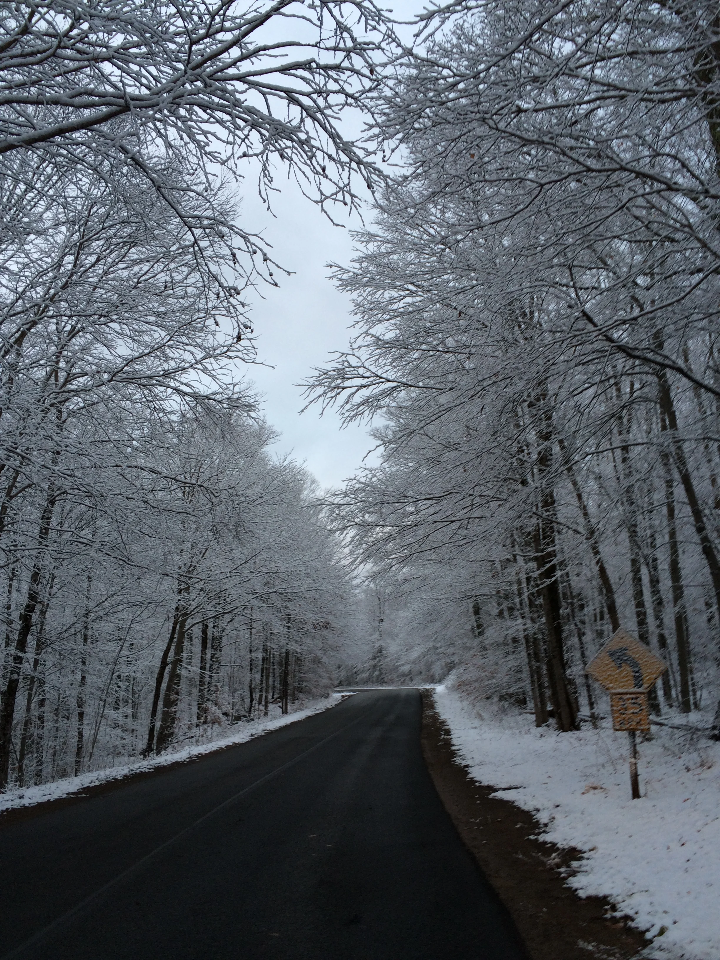 Bare Branches