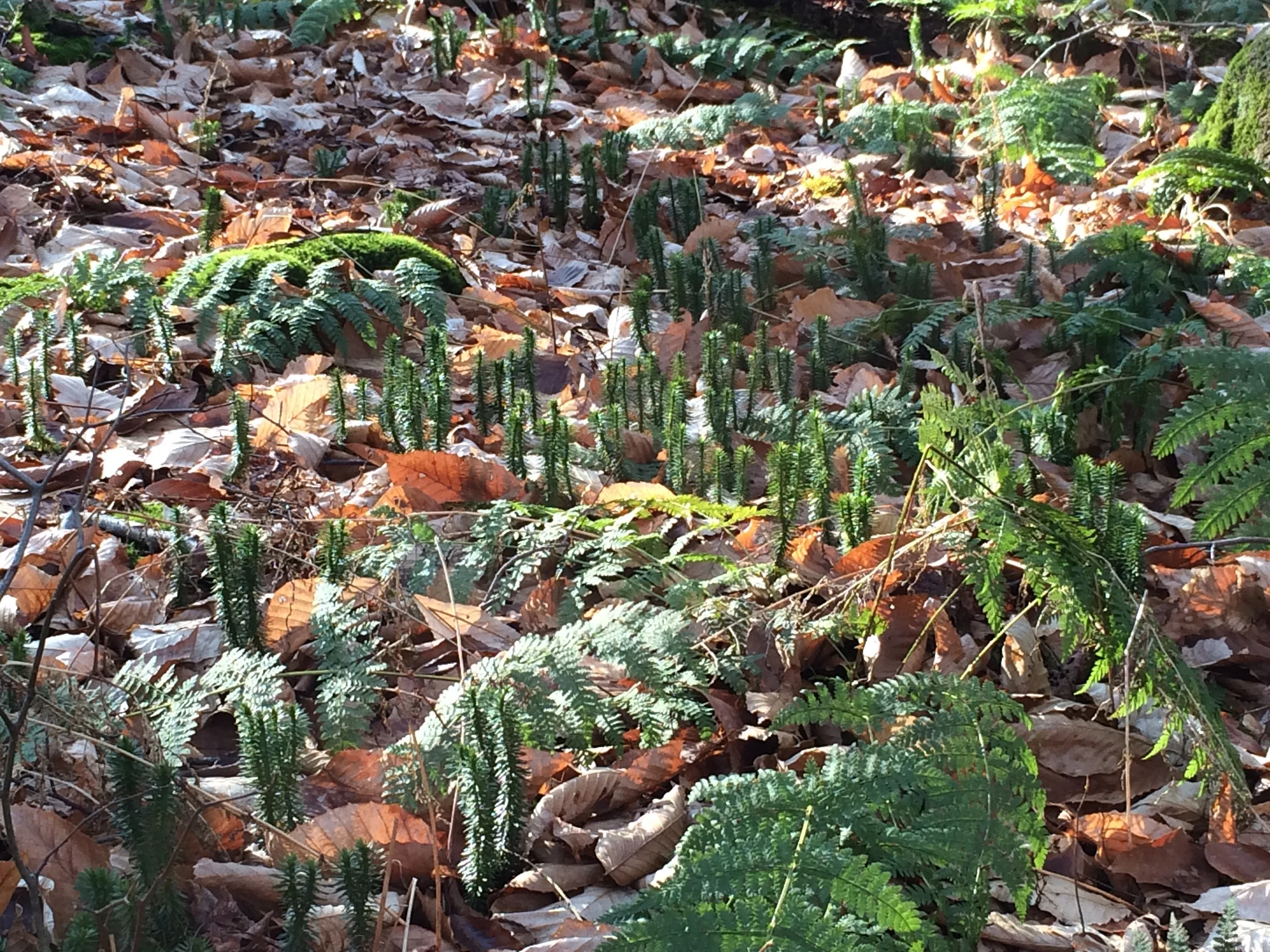 Lycopodium
