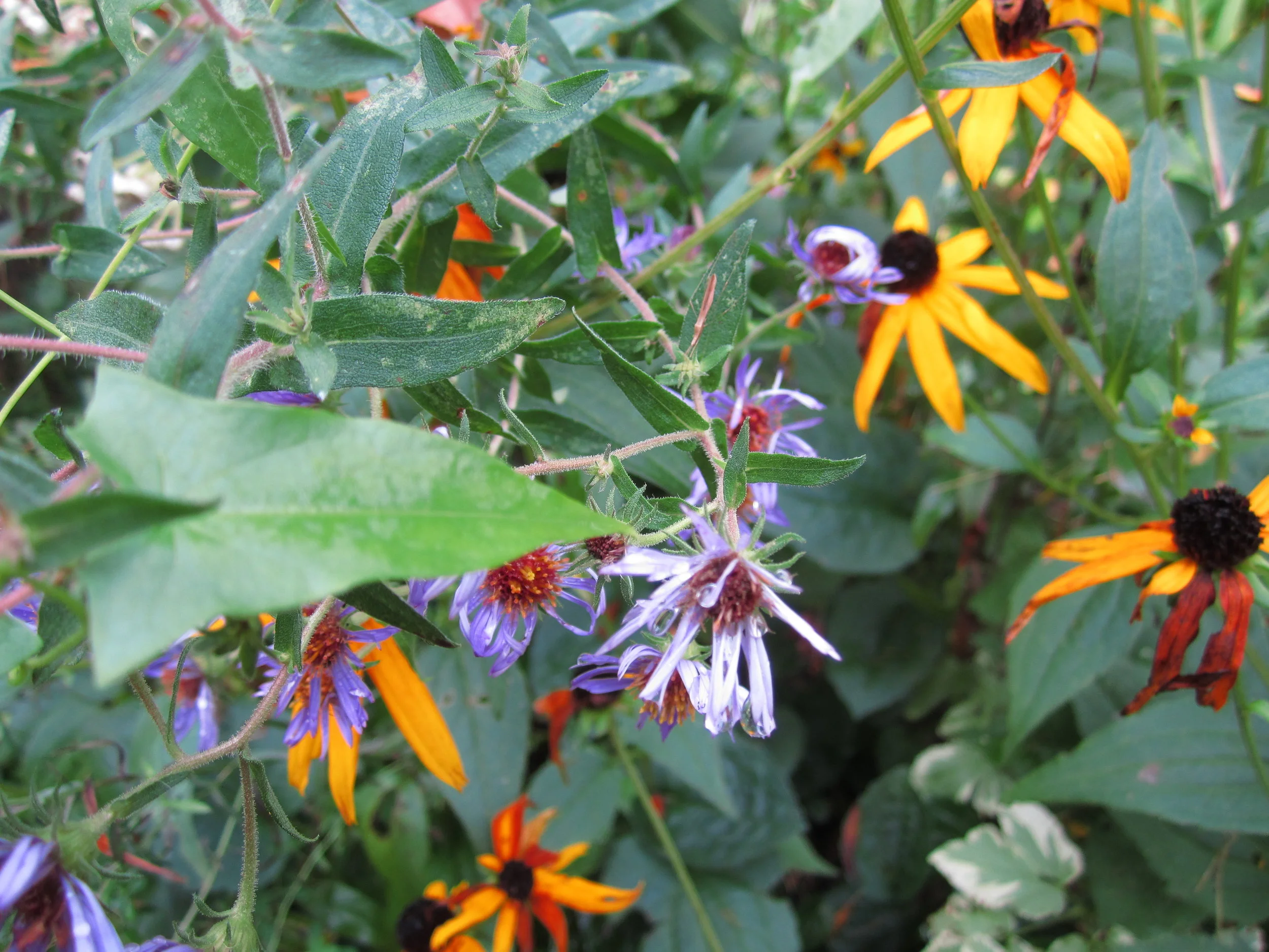 Reflections on Mindfulness in the Garden Retreat