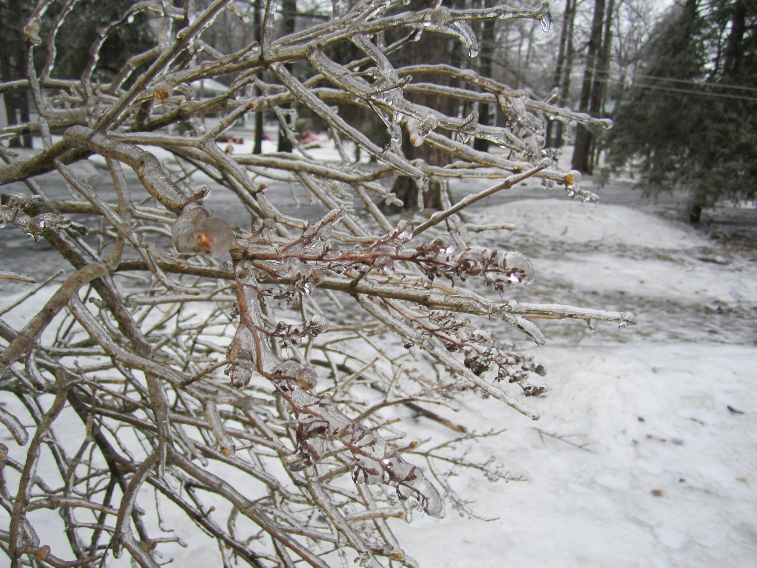 January Stillness