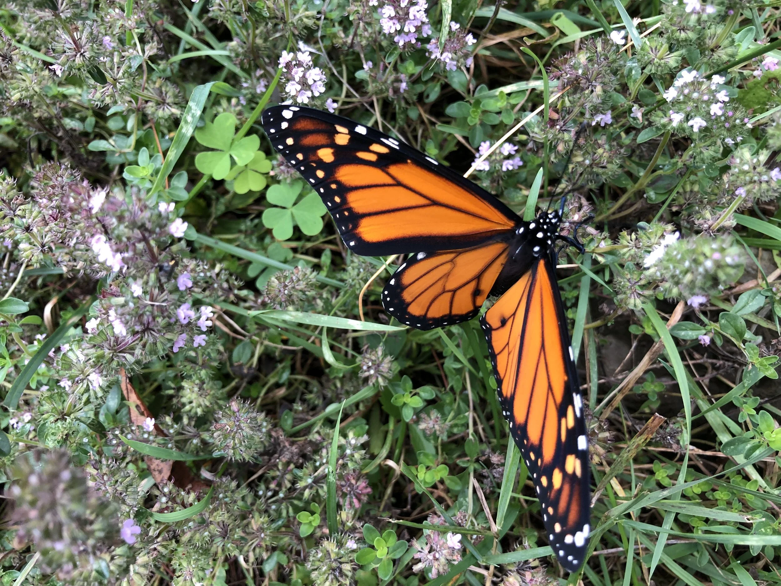 Returning Home Again