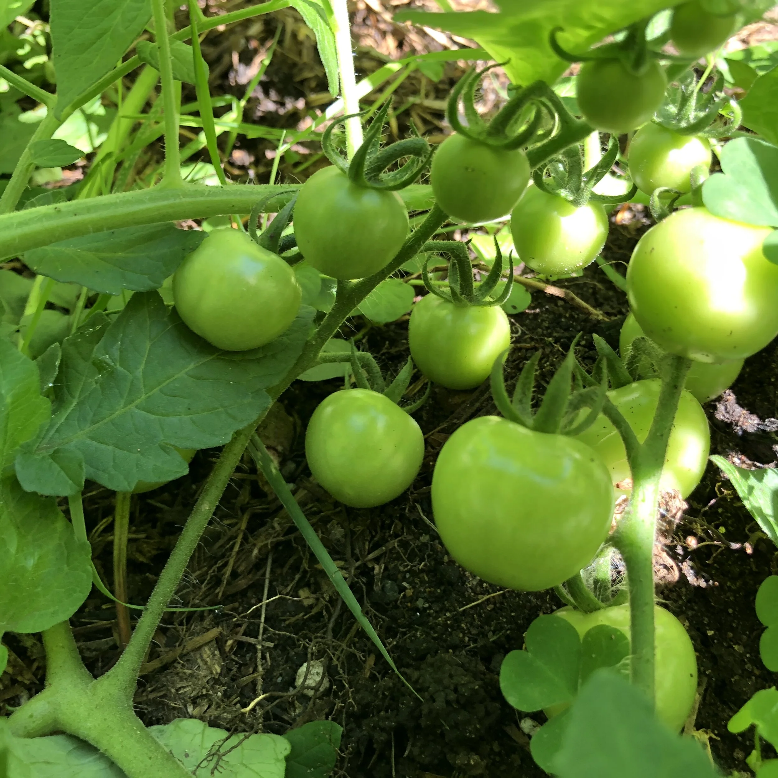 The Gift of Volunteers