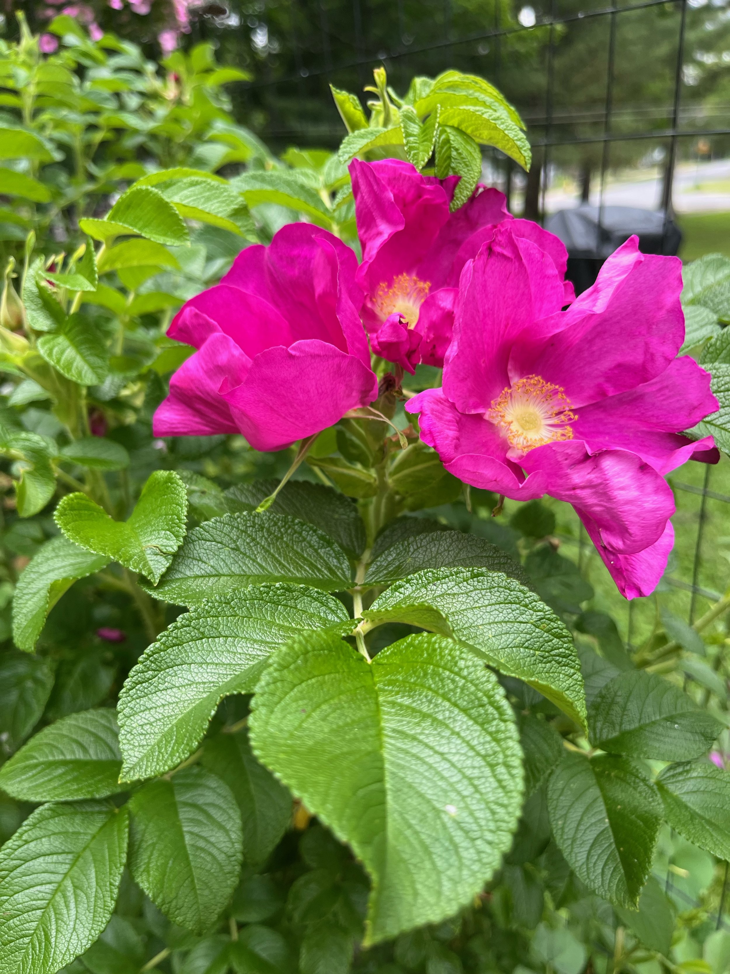 Visio Divina - Sacred Seeing