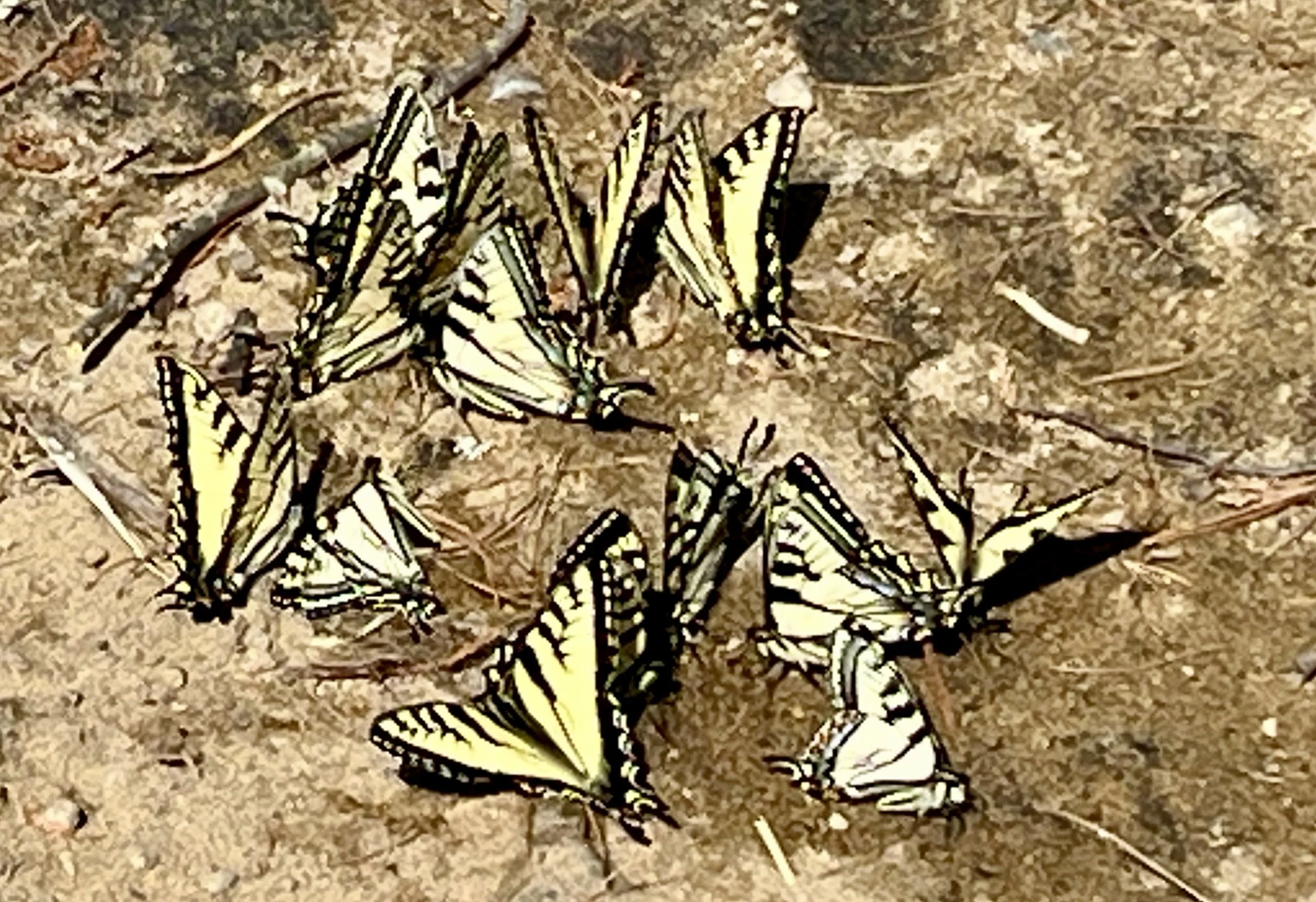 Swallowtails, Mud Puddles & Pride