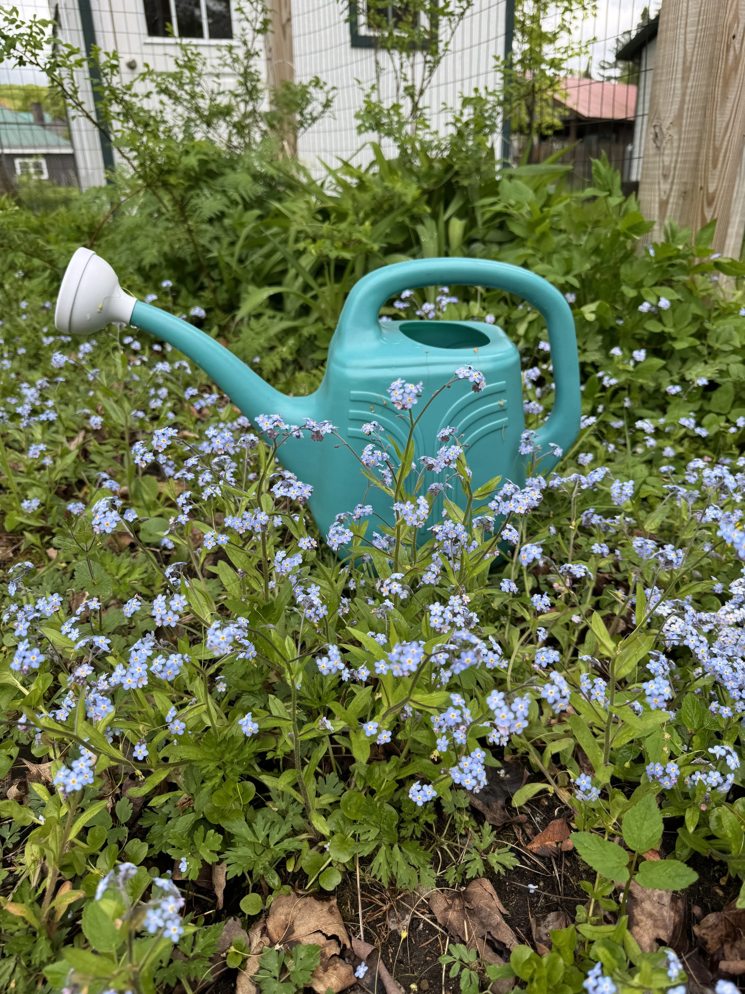 Pulling Weeds & Indigenous Wisdom