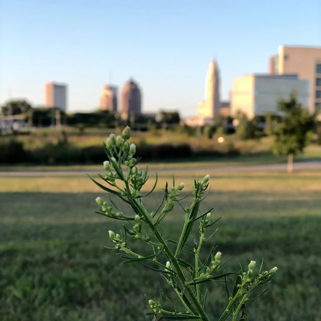 Such a beautiful Saturday evening!! #lifein614 is perfect when spent with @cbusmetroparks and #sciotoaudubon. Couldn’t have asked for a better #pictureperfect #summerday with #bluesky and #sunshine. #summer looks good on you #columbus. Only #asseenin