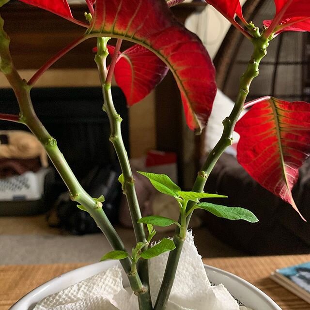 Meet Apolo, the newest member of my #indoor #plant #oasis. Having my plants around me has been really helpful during this time of #socialdistancing and #workingfromhome. Most of my #poinsettias don&rsquo;t make it past the #holidays, but this one has