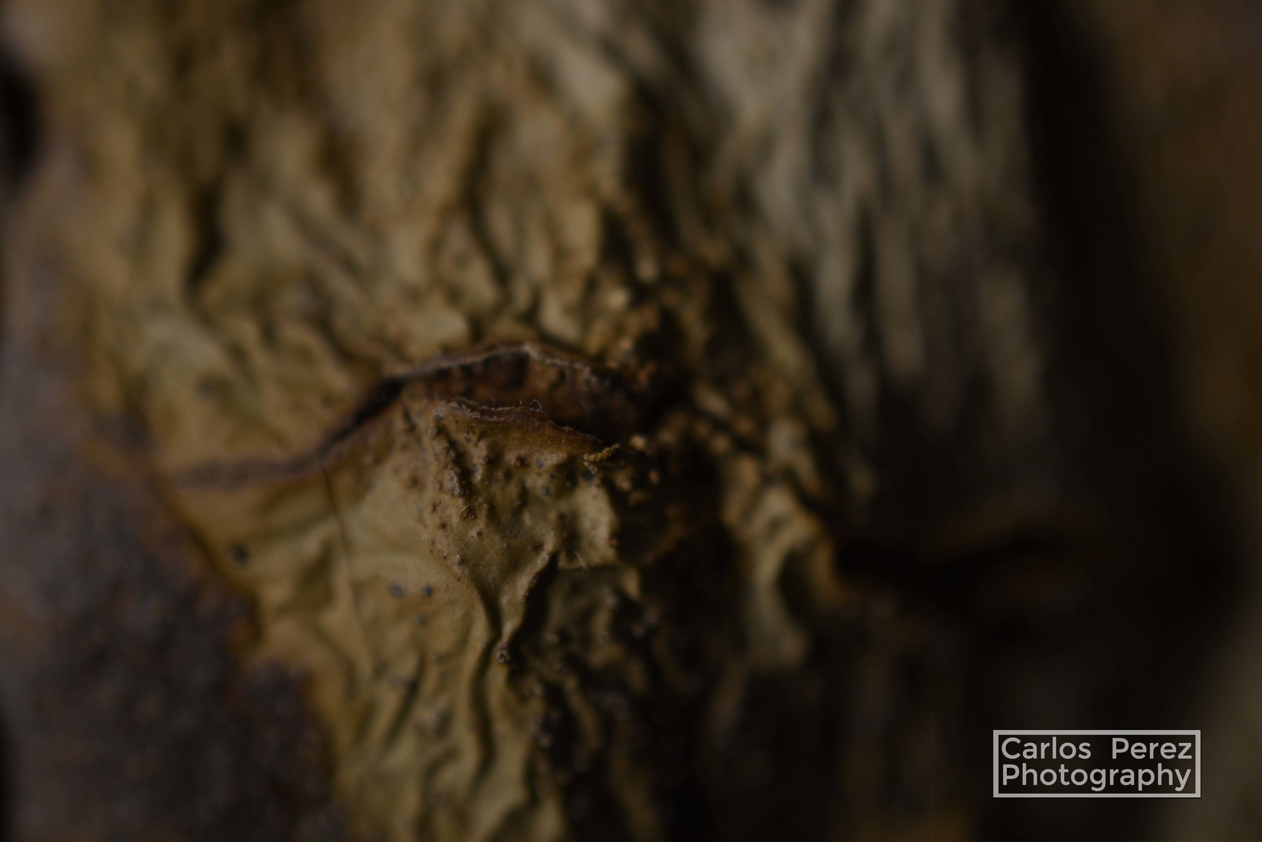 This is a macro shot with NO background. The subject fills the entire frame.