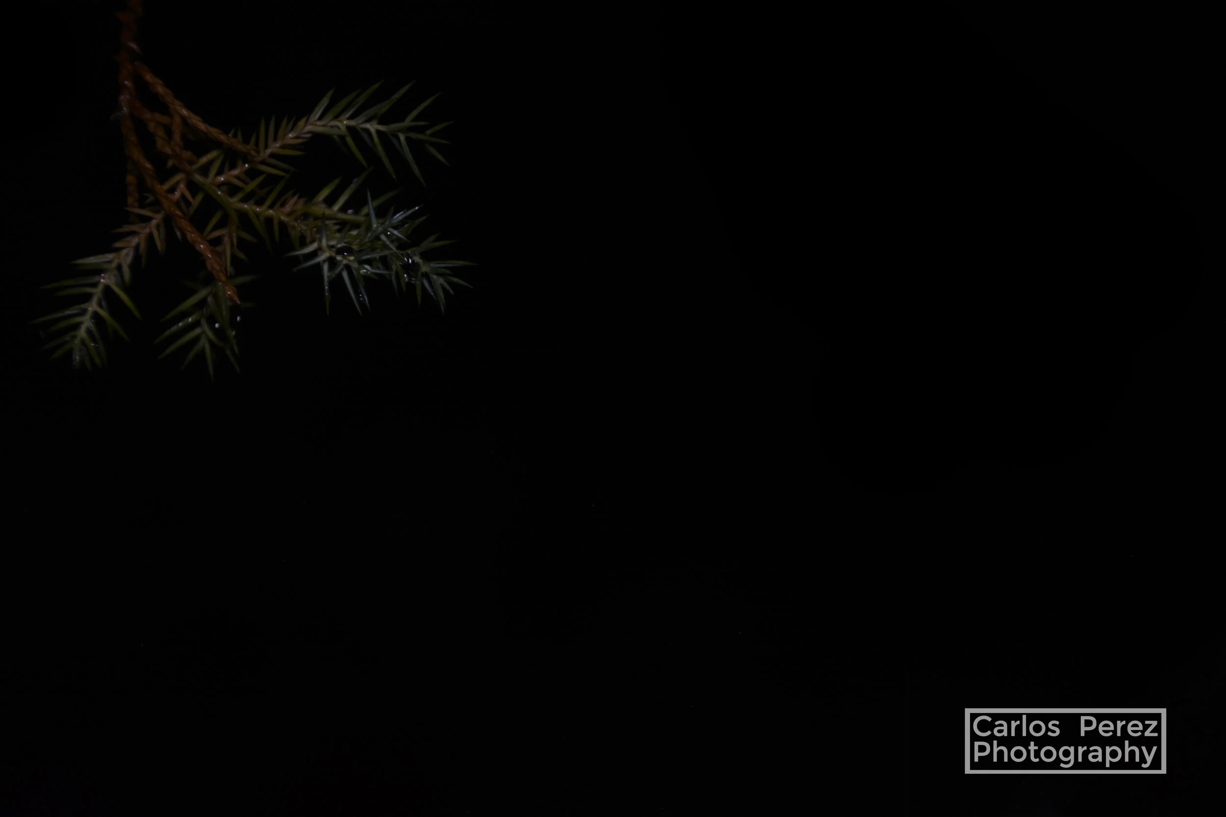 _DSC0486 copy.jpg