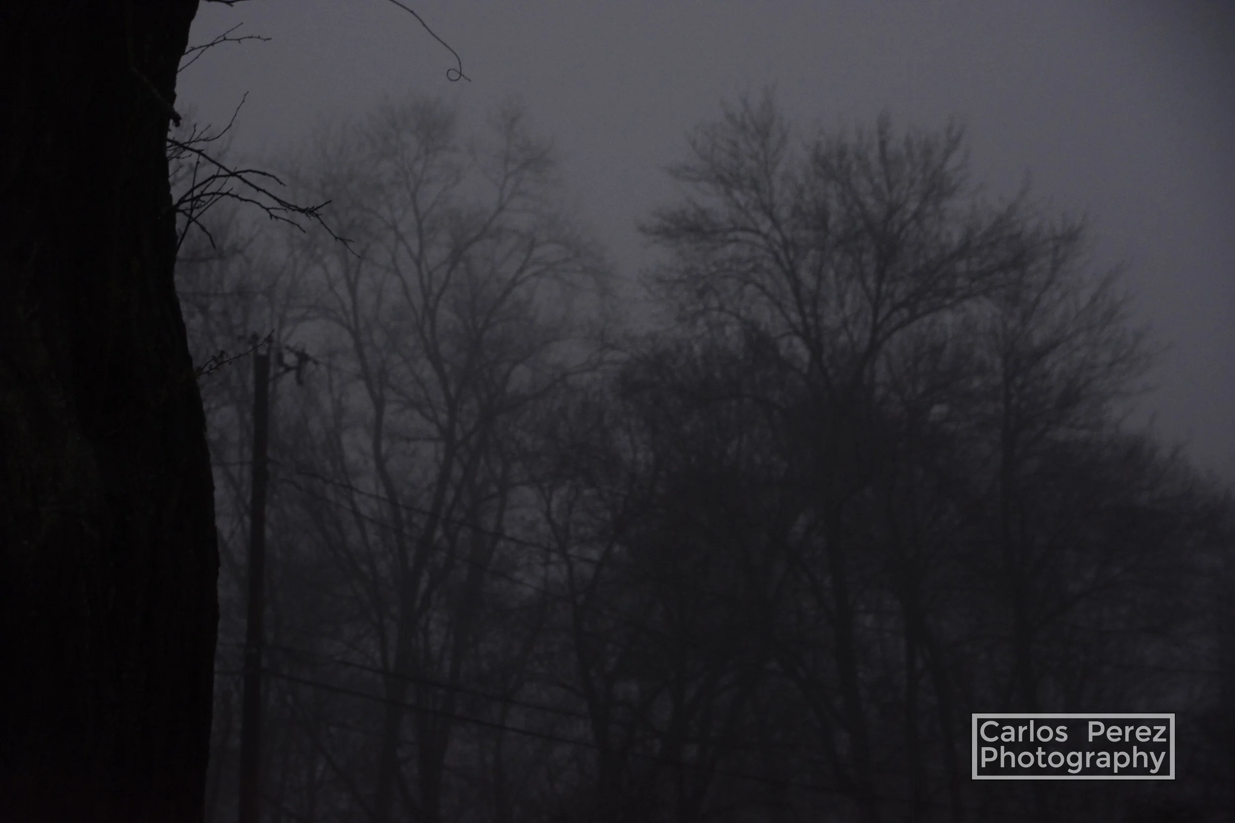_DSC0391 copy.jpg