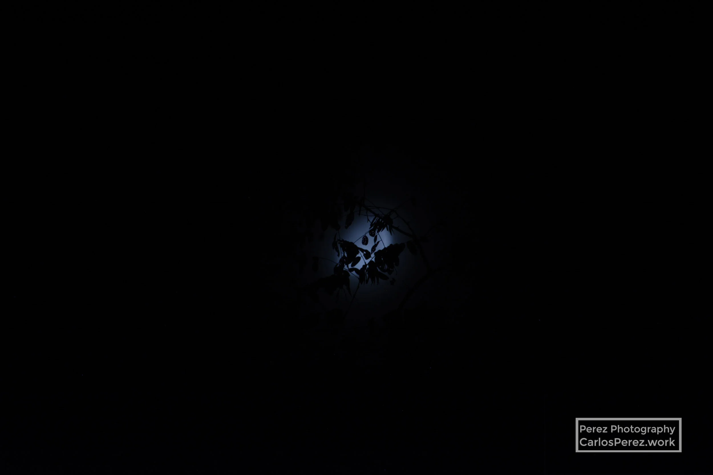 _DSC1148 copy 3.jpg