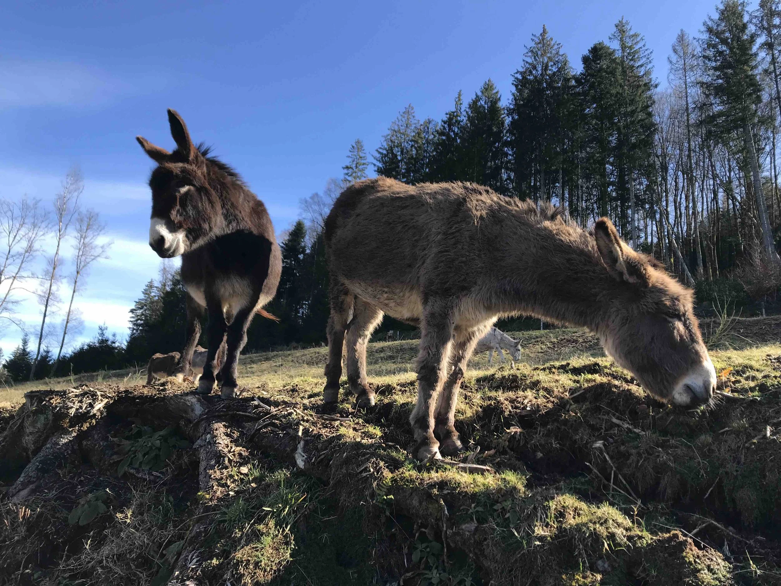 IMG_6397 - copie.jpeg