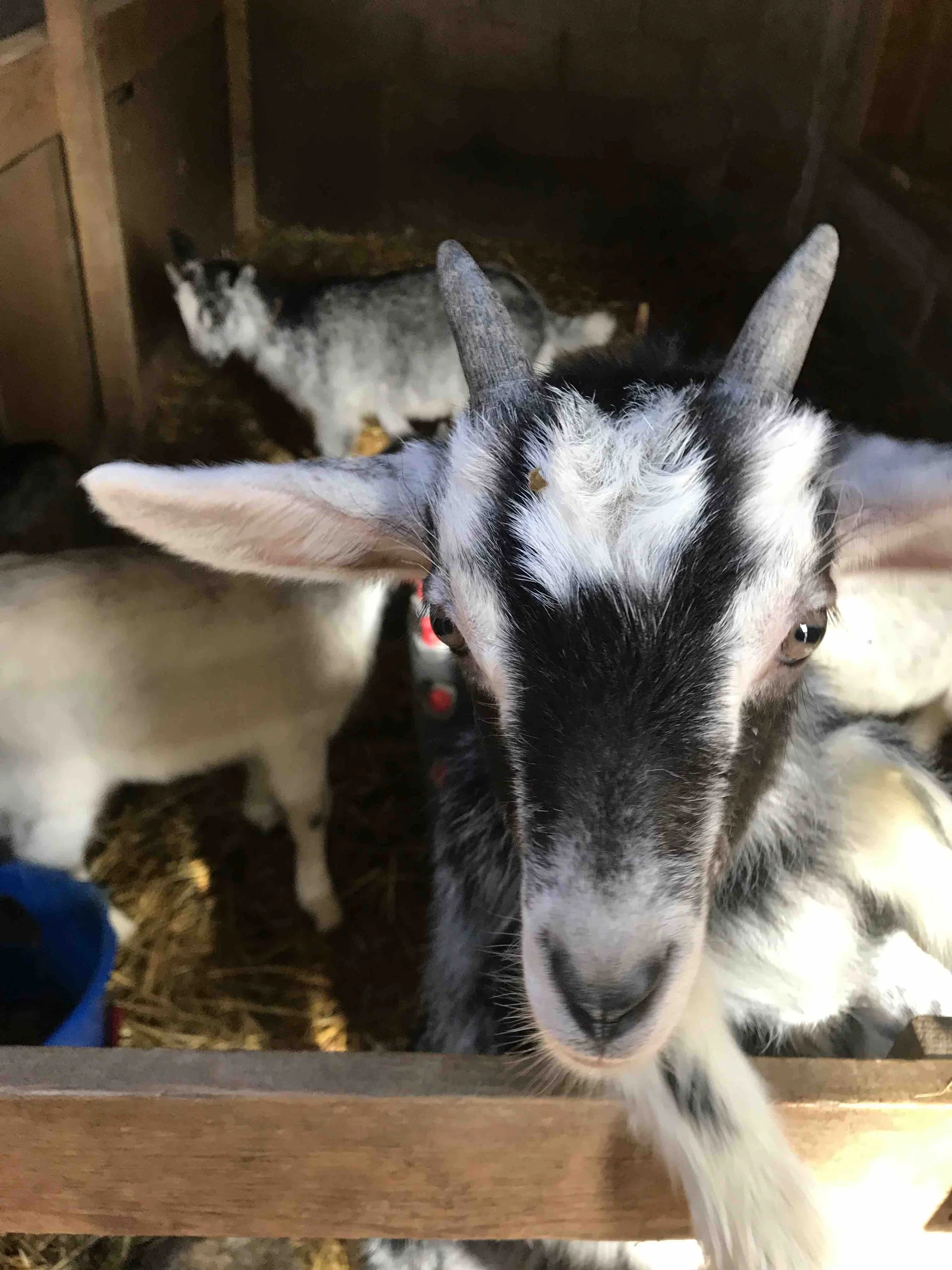 IMG_6221 - copie.jpeg