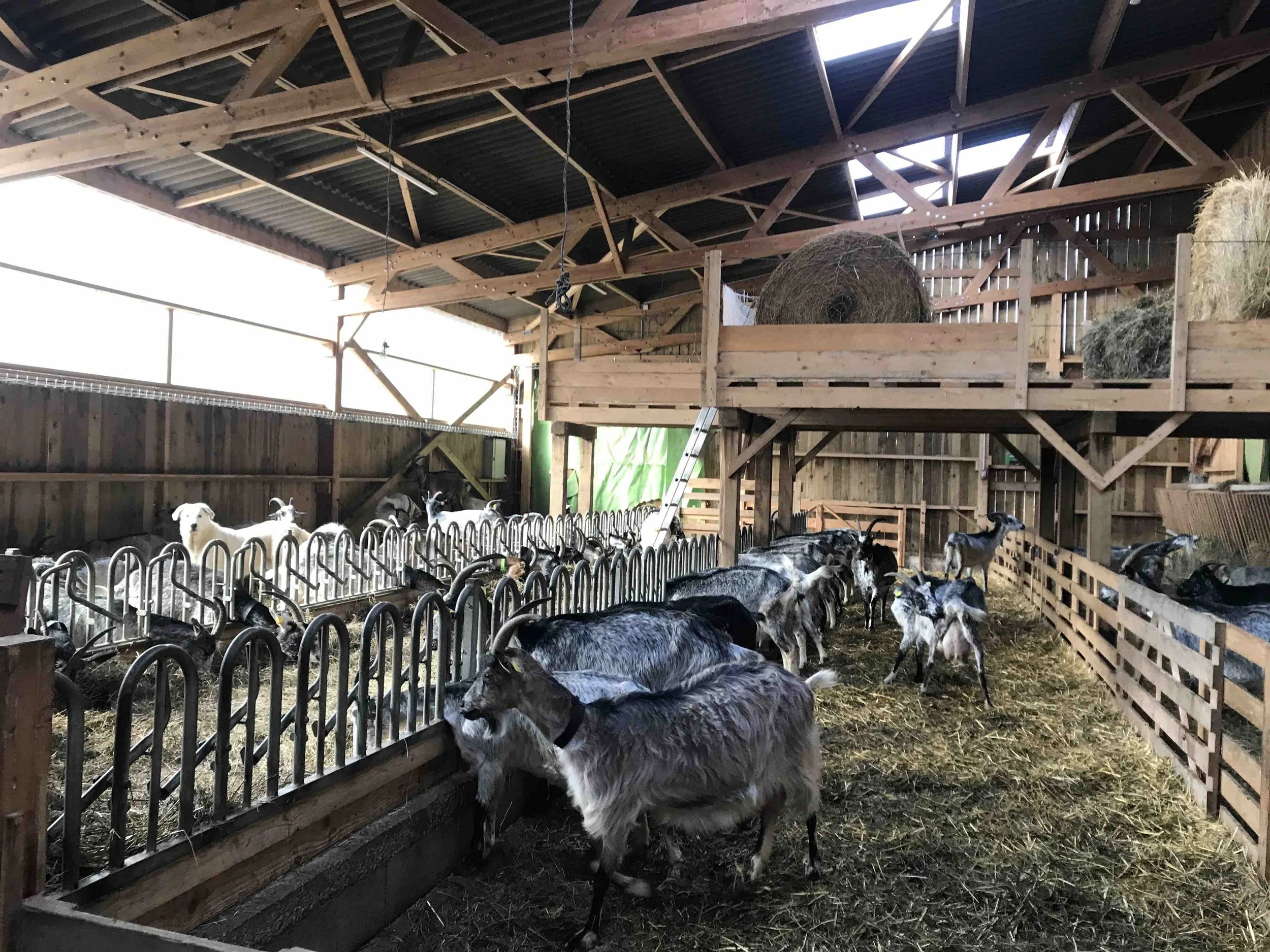 IMG_6231 - copie.jpeg