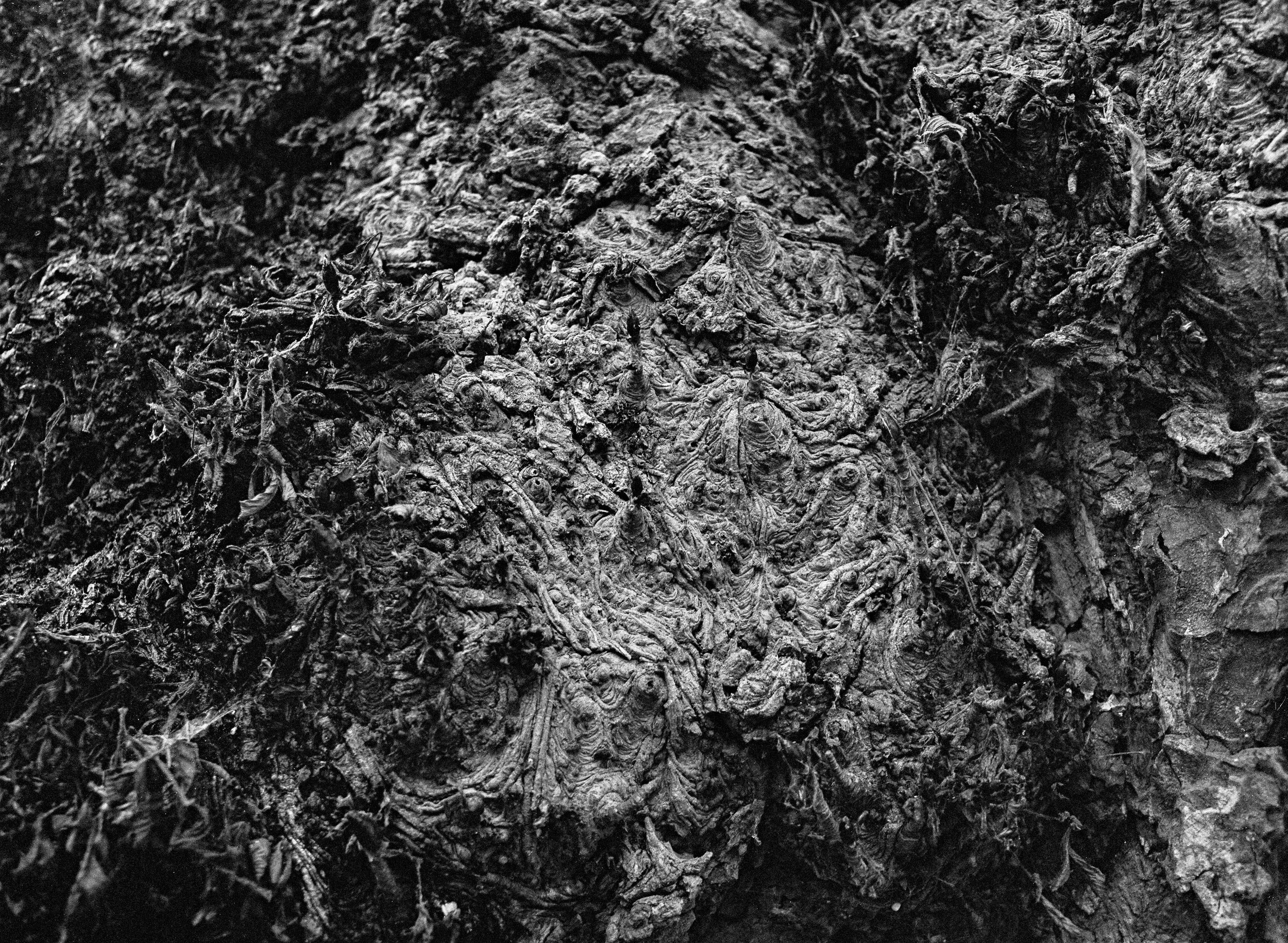 000000200010 Tree abstraction.jpeg